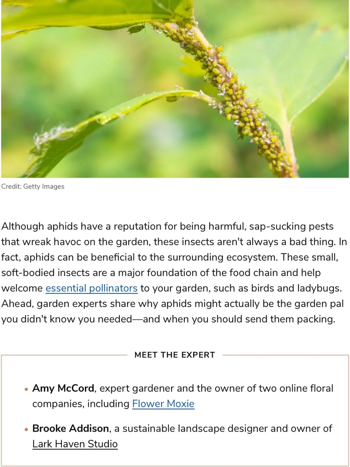 Thank you @homes_writer for including me in your article for @marthastewart 🌱

If you want to check out the article, click the link in bio!