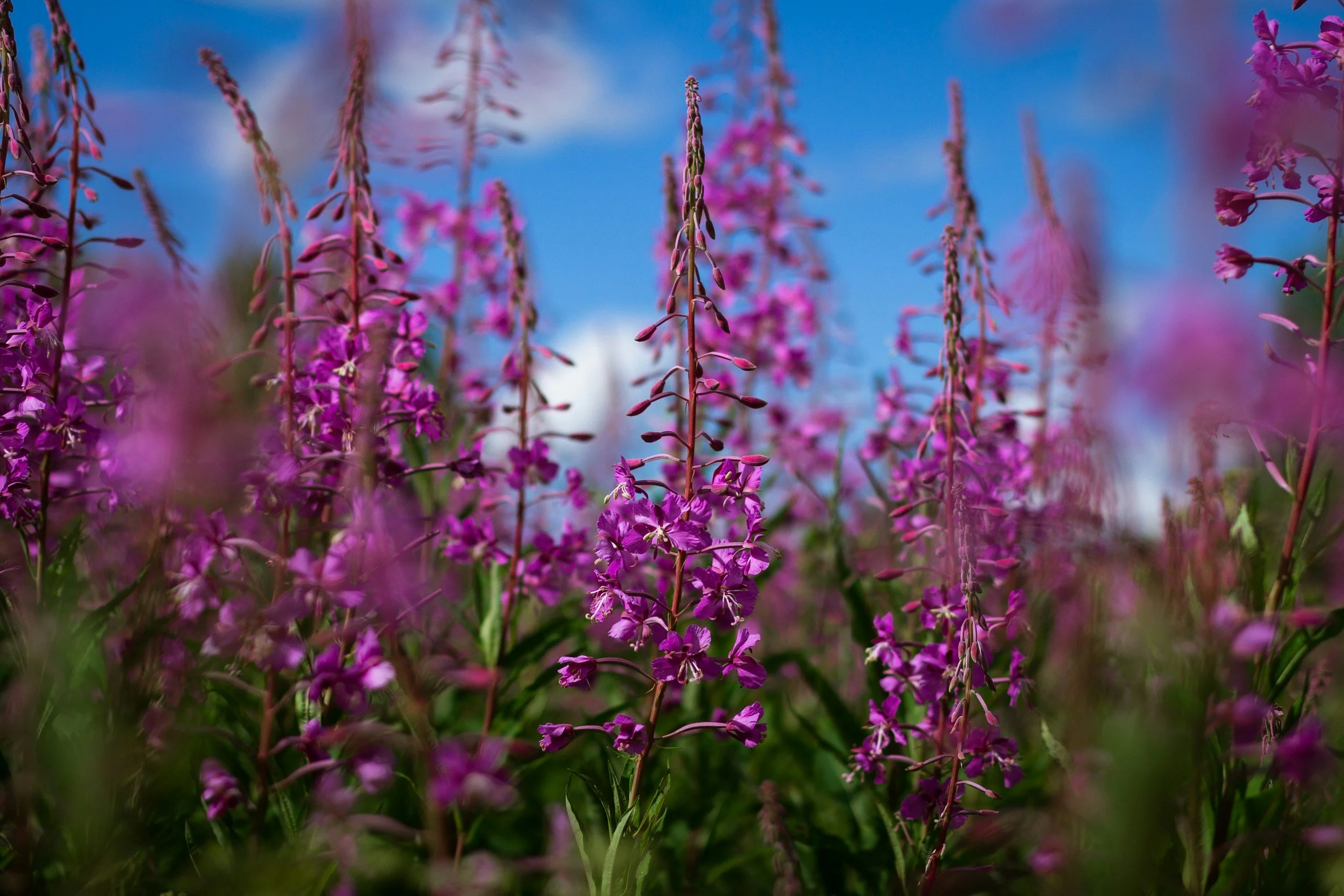 Photo of Fireweed in a field with a blue sky highlighting the pink bloods