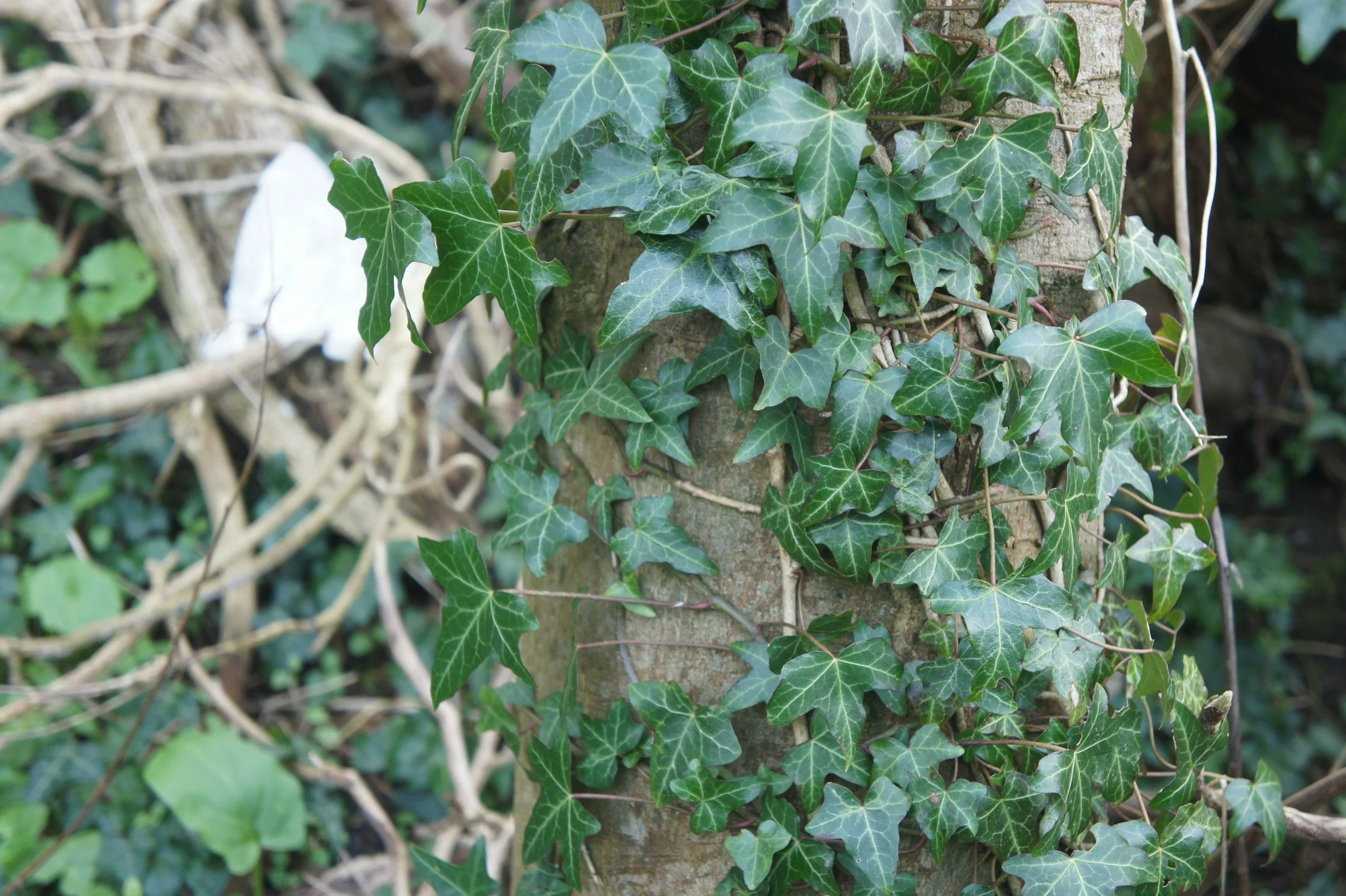 English Ivy climbing a tree