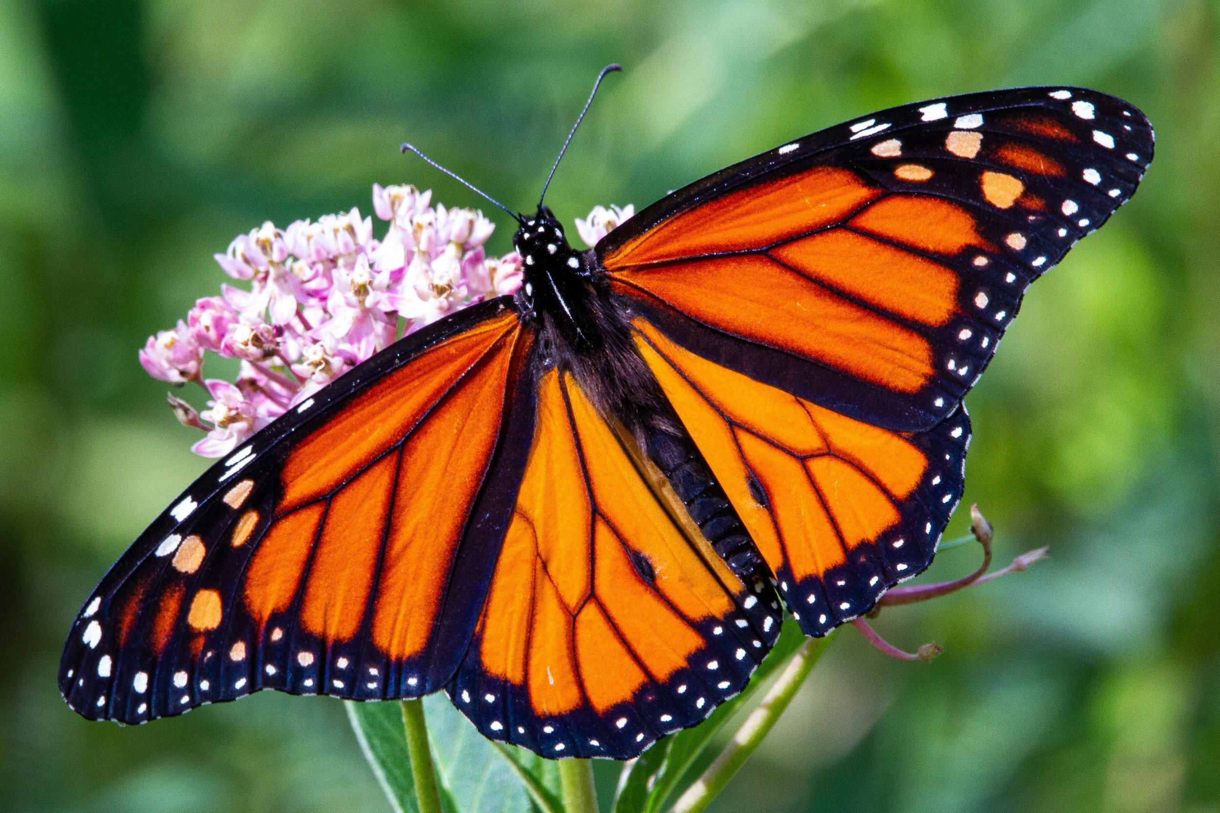 Monarch Butterfly on Milkweed