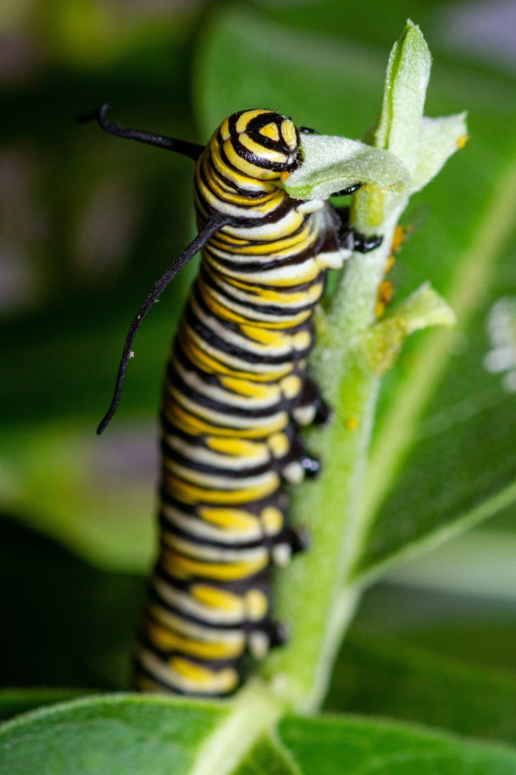Monarch Caterpillar Eating Milkweed