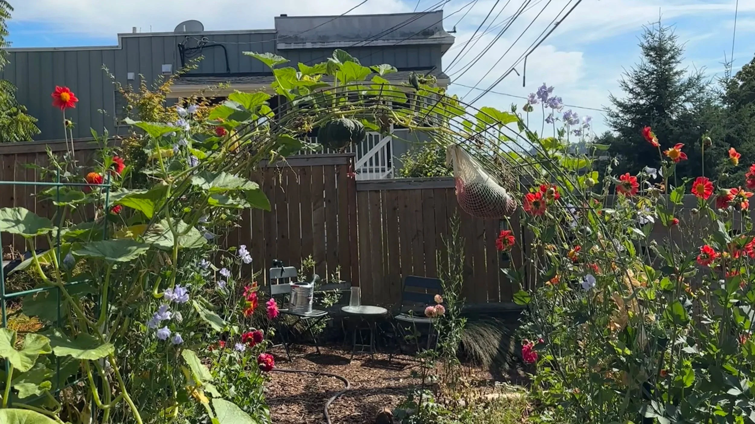 two pumpkins hang from the cattle panel trellis arch surrounded by sweet peas and dahlias