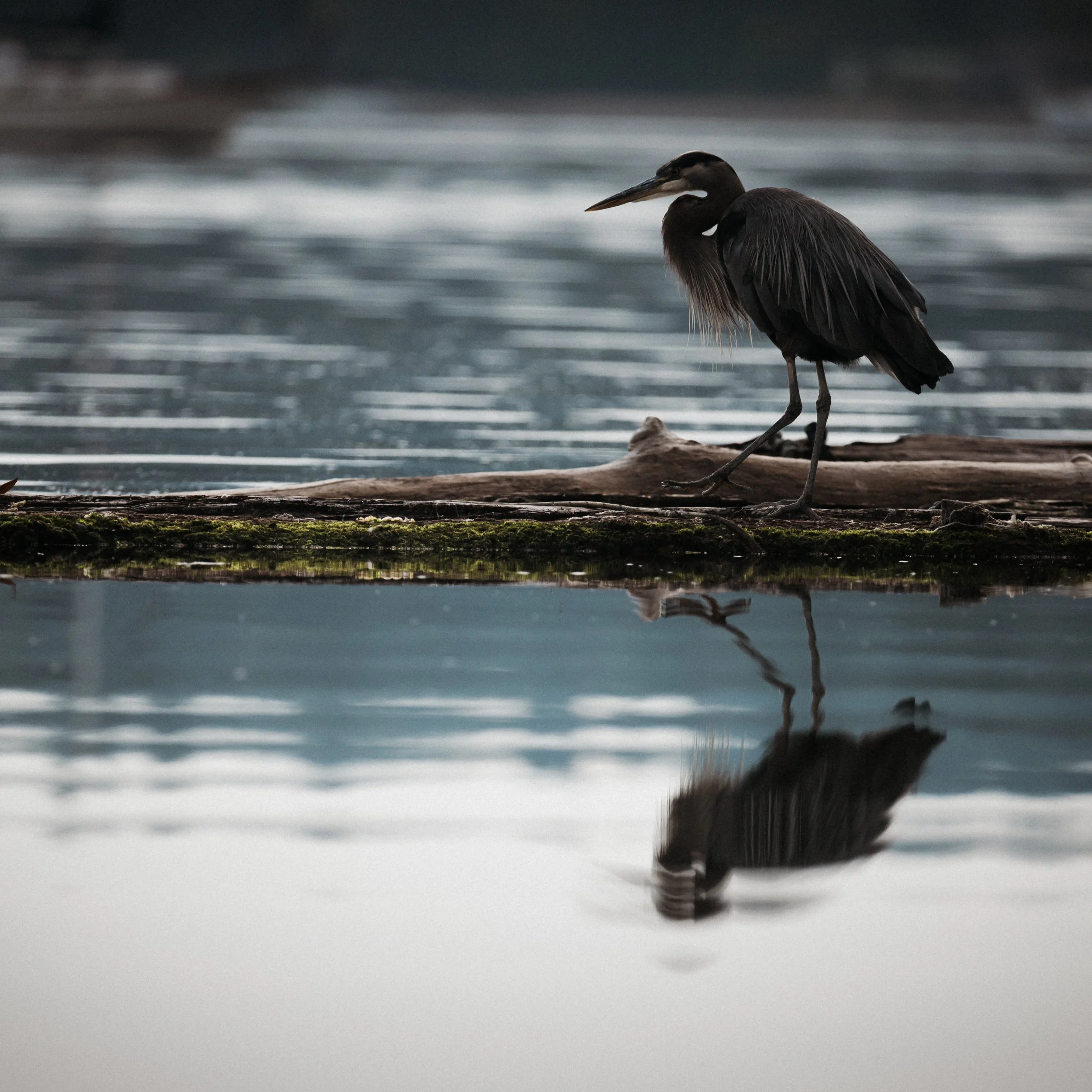 Heron walking on top of a log next to a lake with its reflection in the water