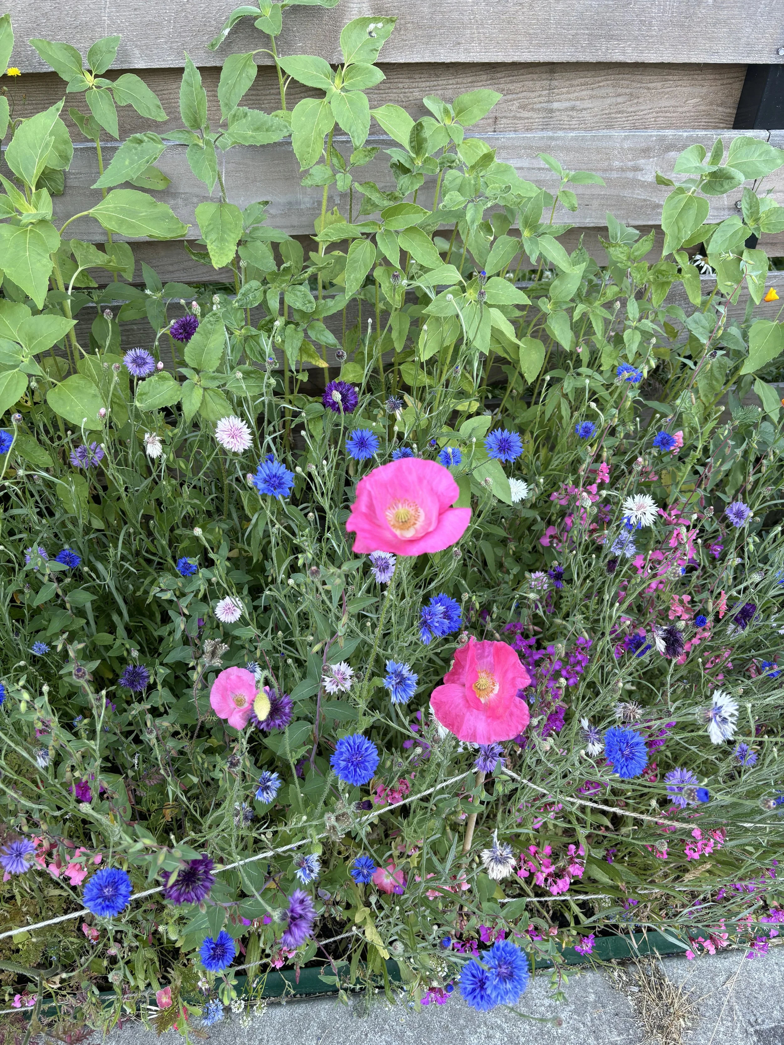 A mix of poppies, wildflowers, and sunflowers growing along a fence