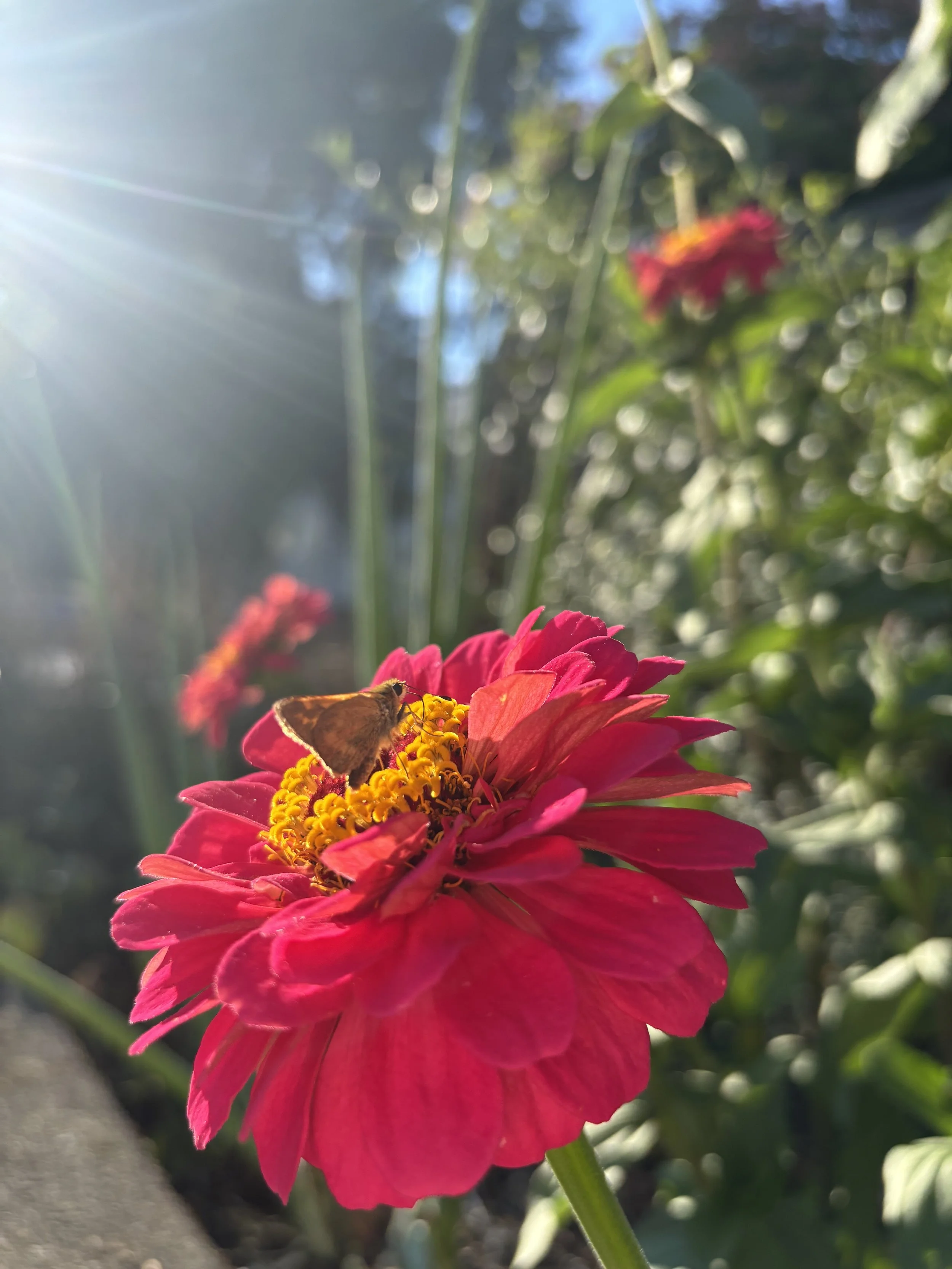 a pollinator drinking nectar from a pink zinnia flower