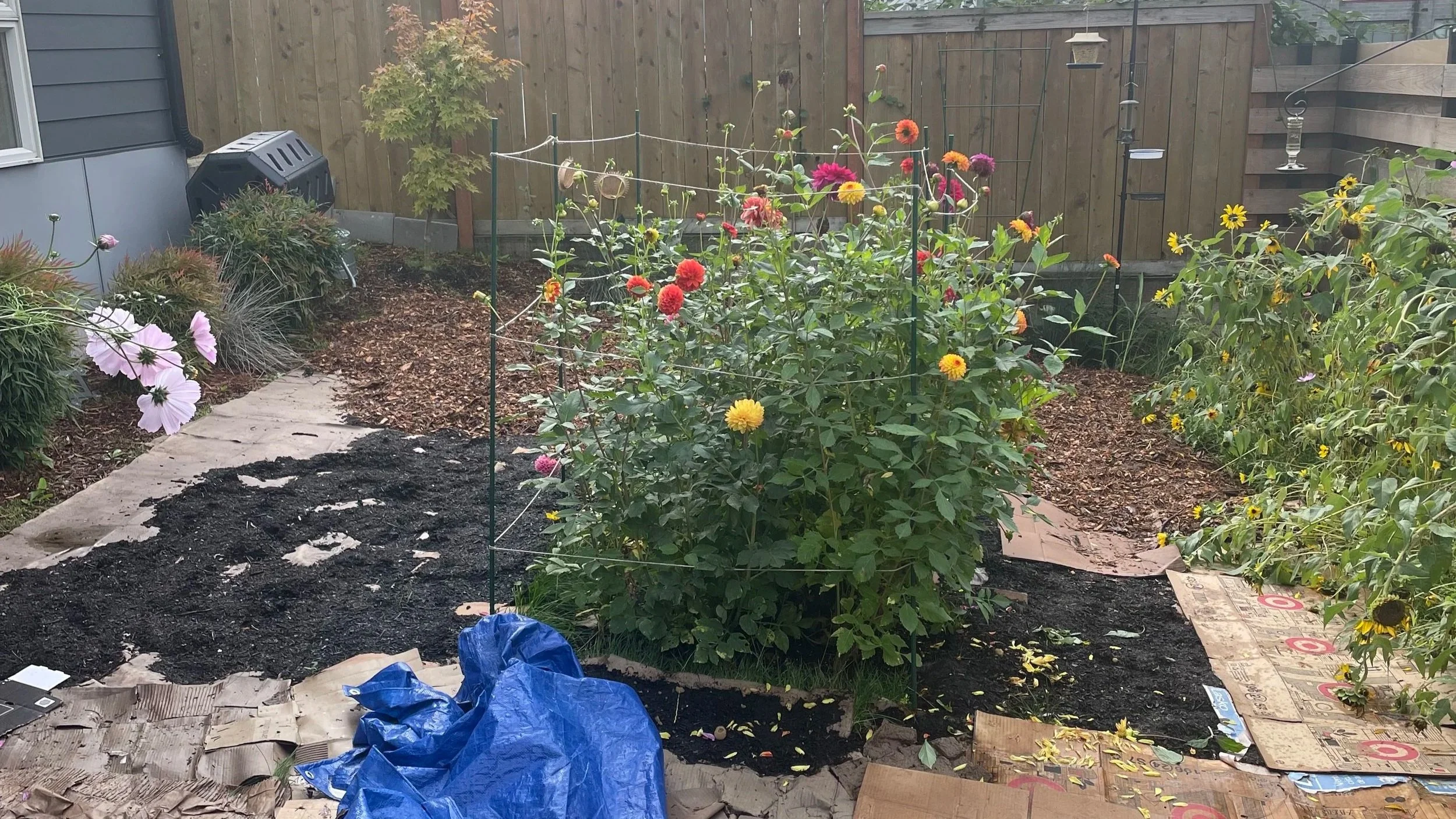 Front yard in mid-transformation during the lawn lasagna process