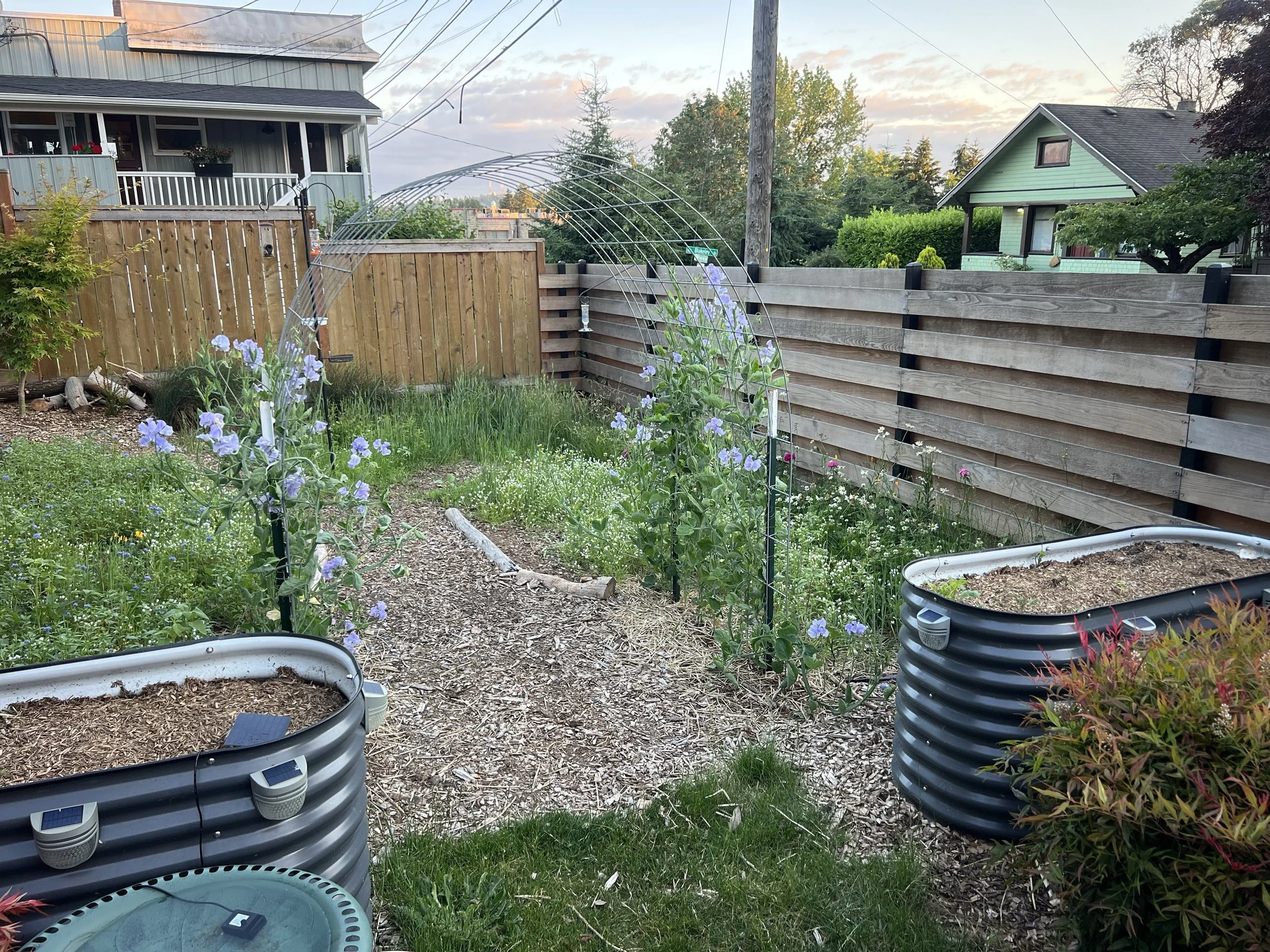 The front yard as the PNW native flower meadow begins to grow