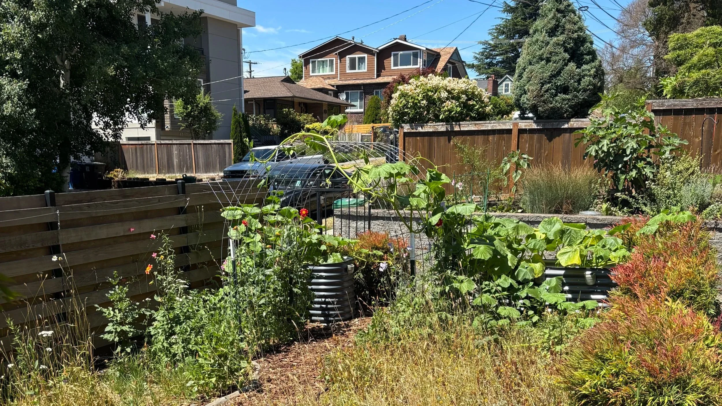 A large pumpkin vine has jumped from the Vego raised bed onto the cattle panel trellis arch