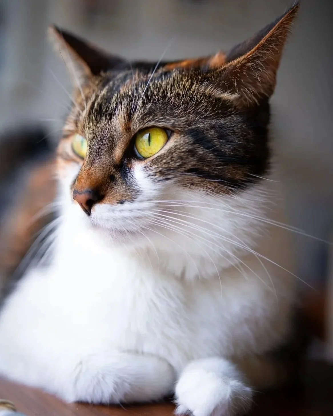 Lily the cat lying on a table looking very sophisticated