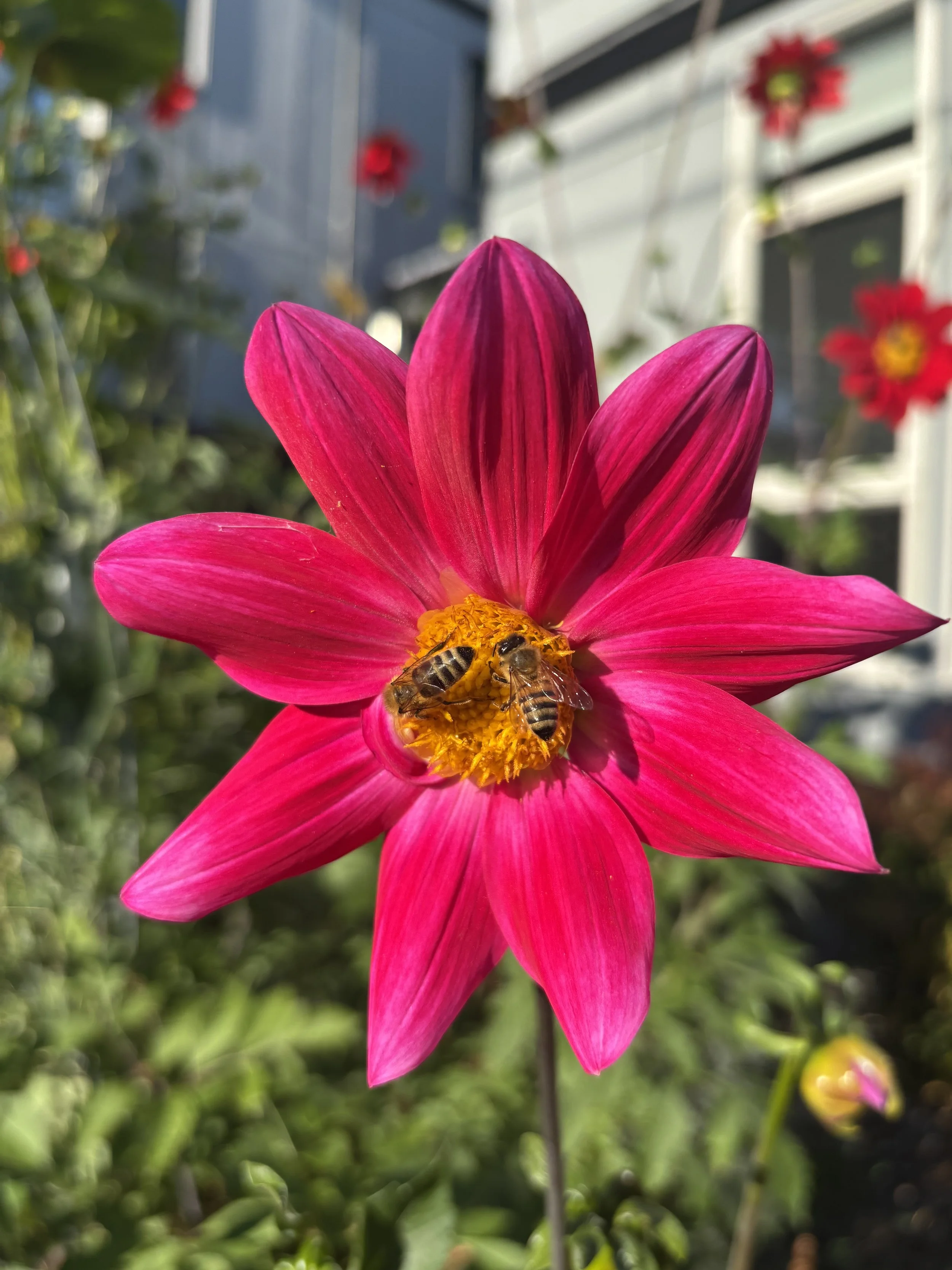 Bees on Dahlia