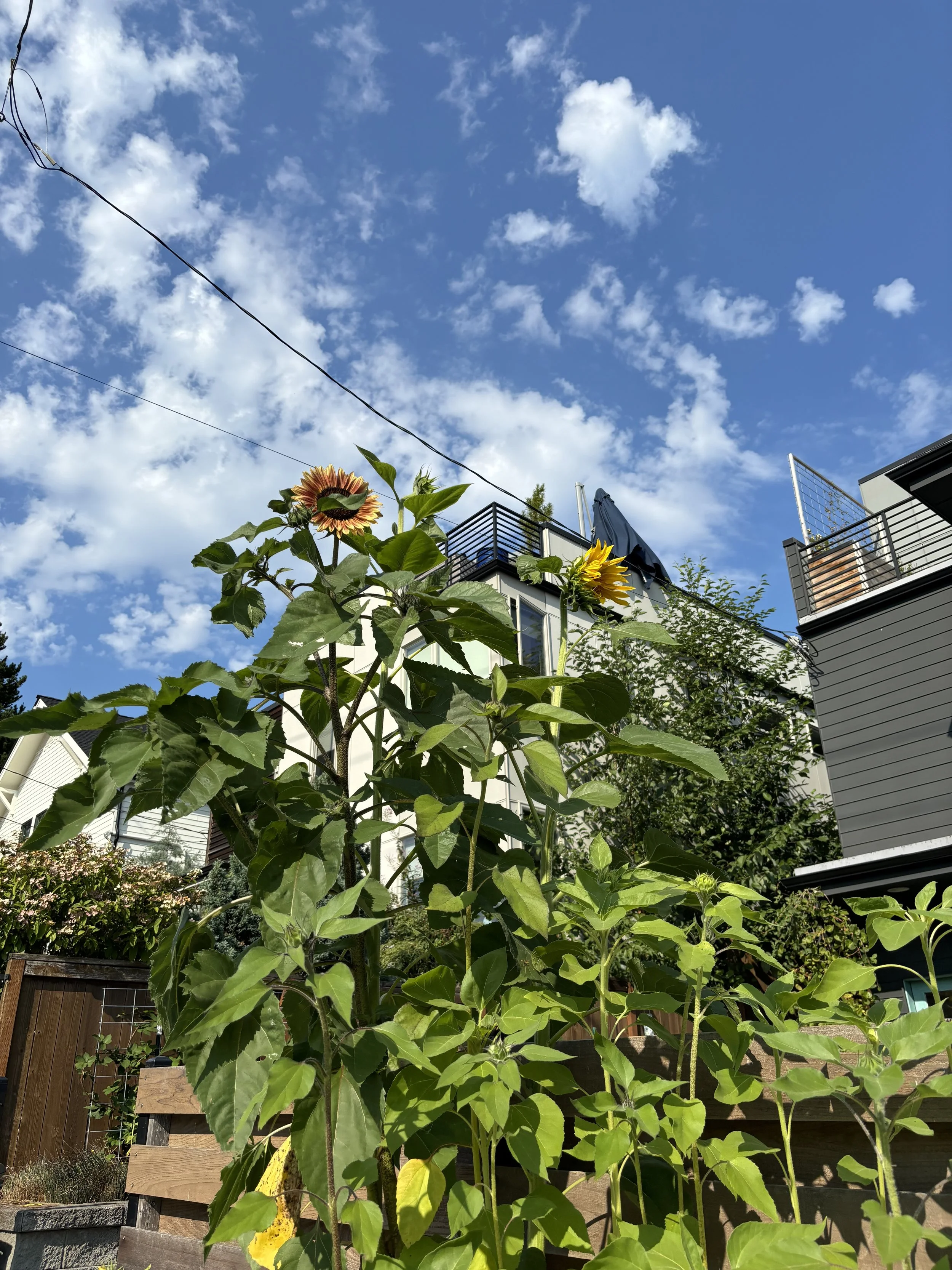 giant sunflowers soaring into the sky