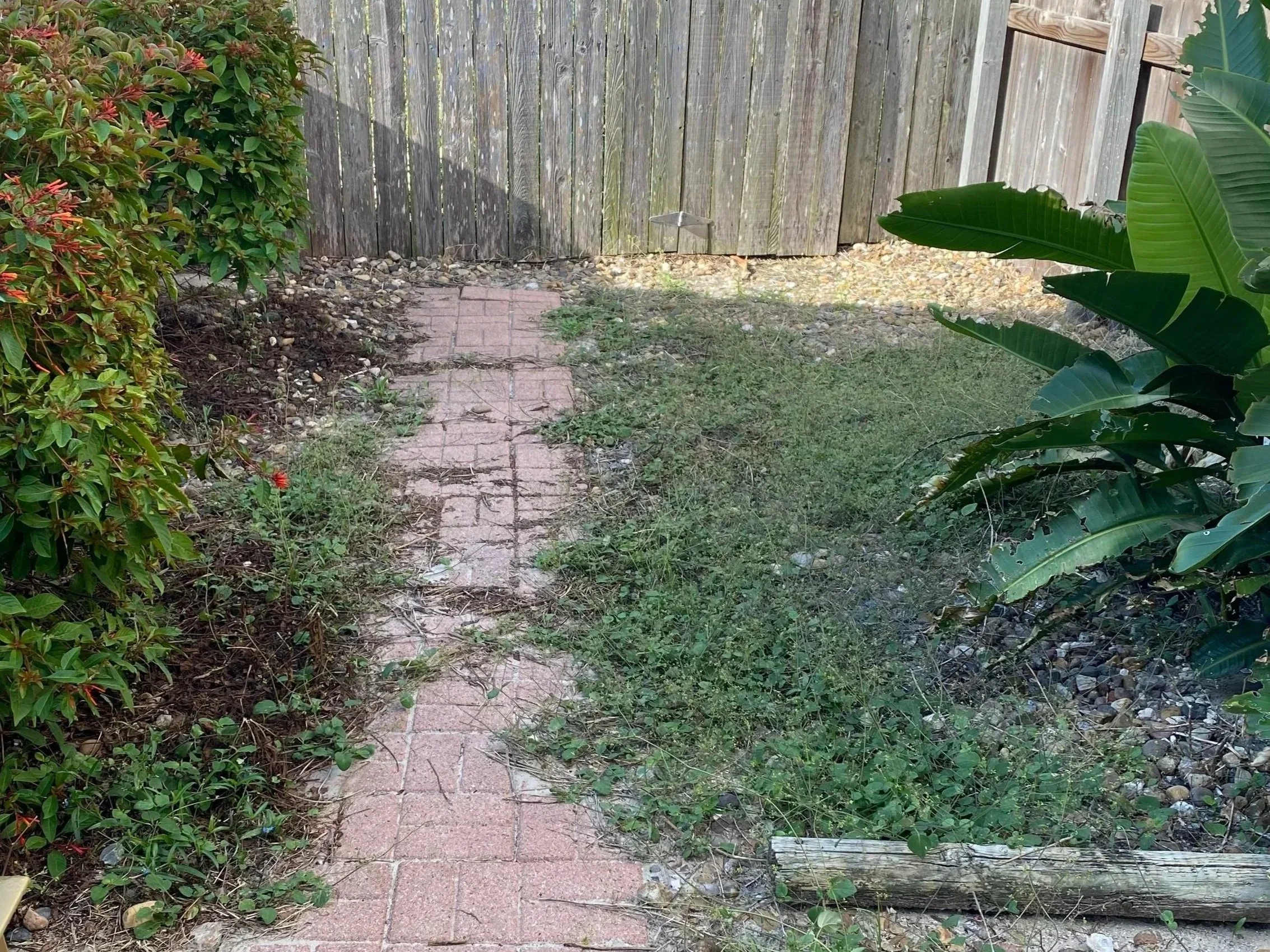 Backyard before image covered in sticker burrs