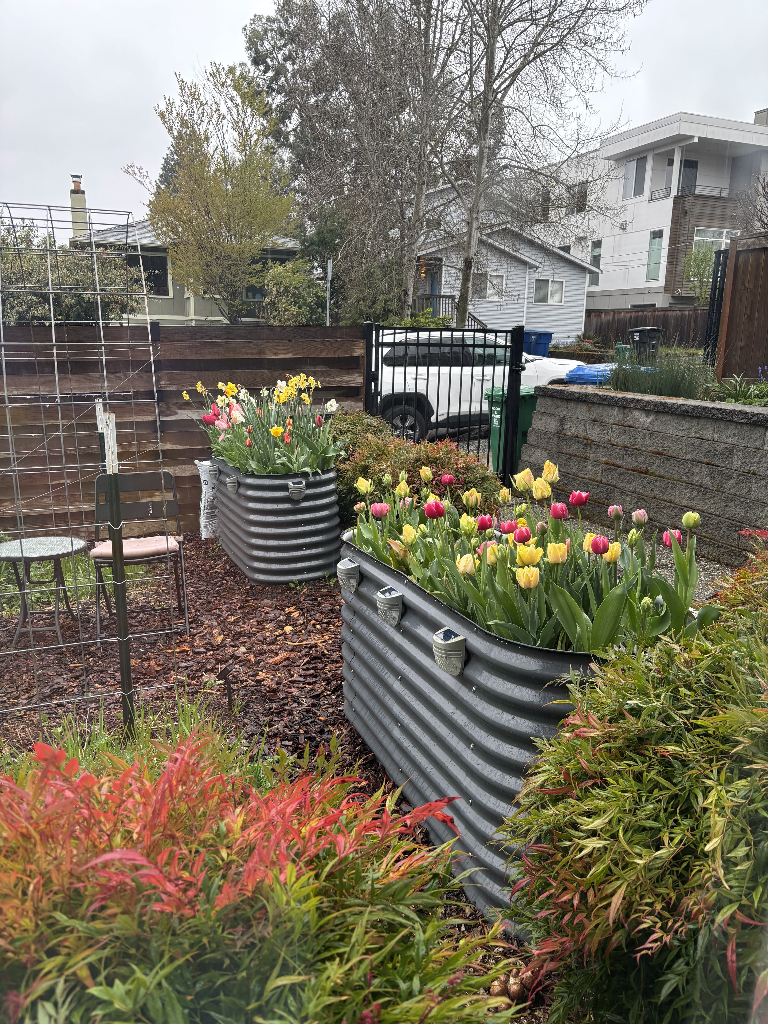 Tulip and daffodil bulbs growing in Vego raised beds