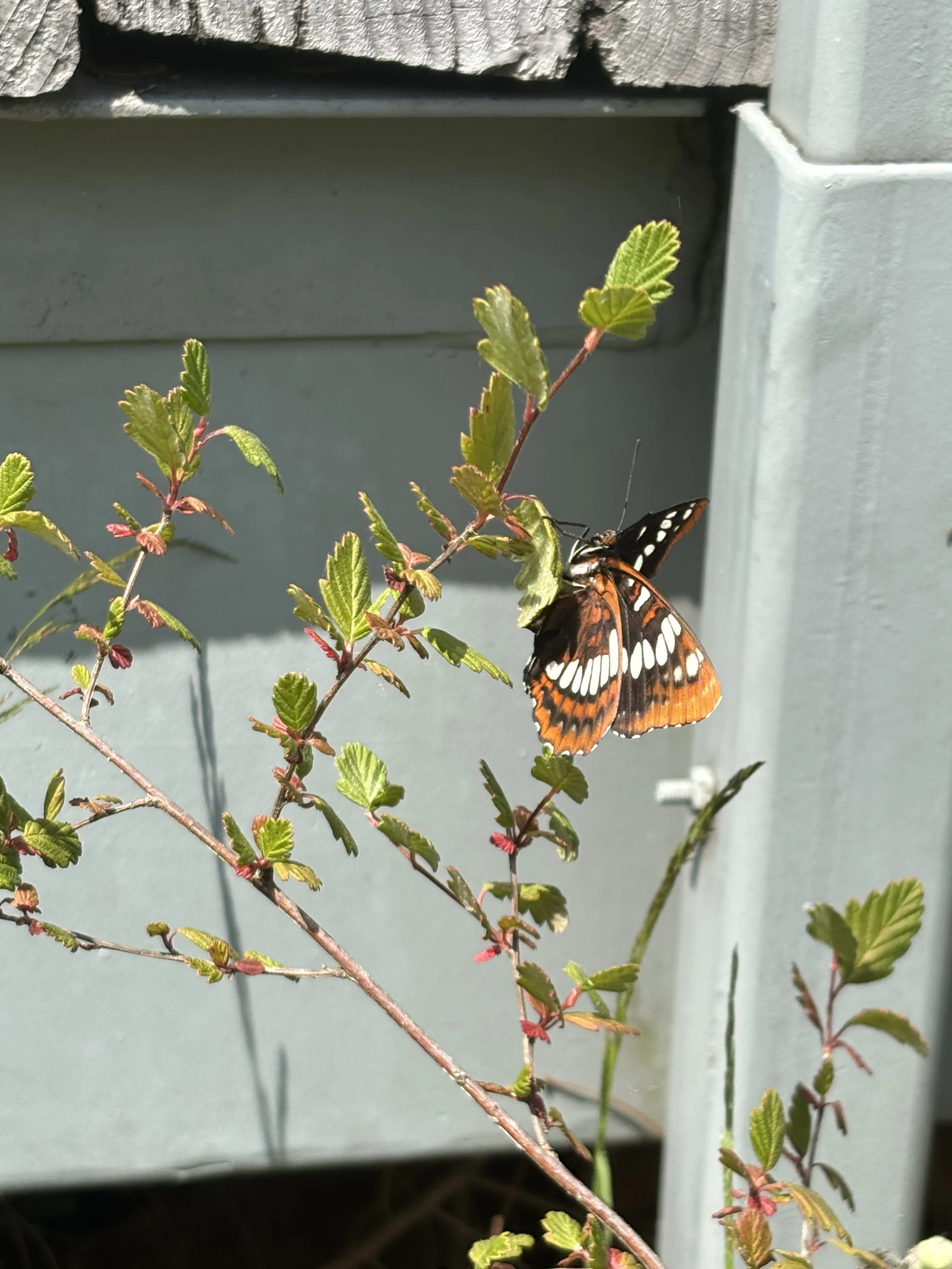 Lorquin's Admiral Butterfly on Oceanspray