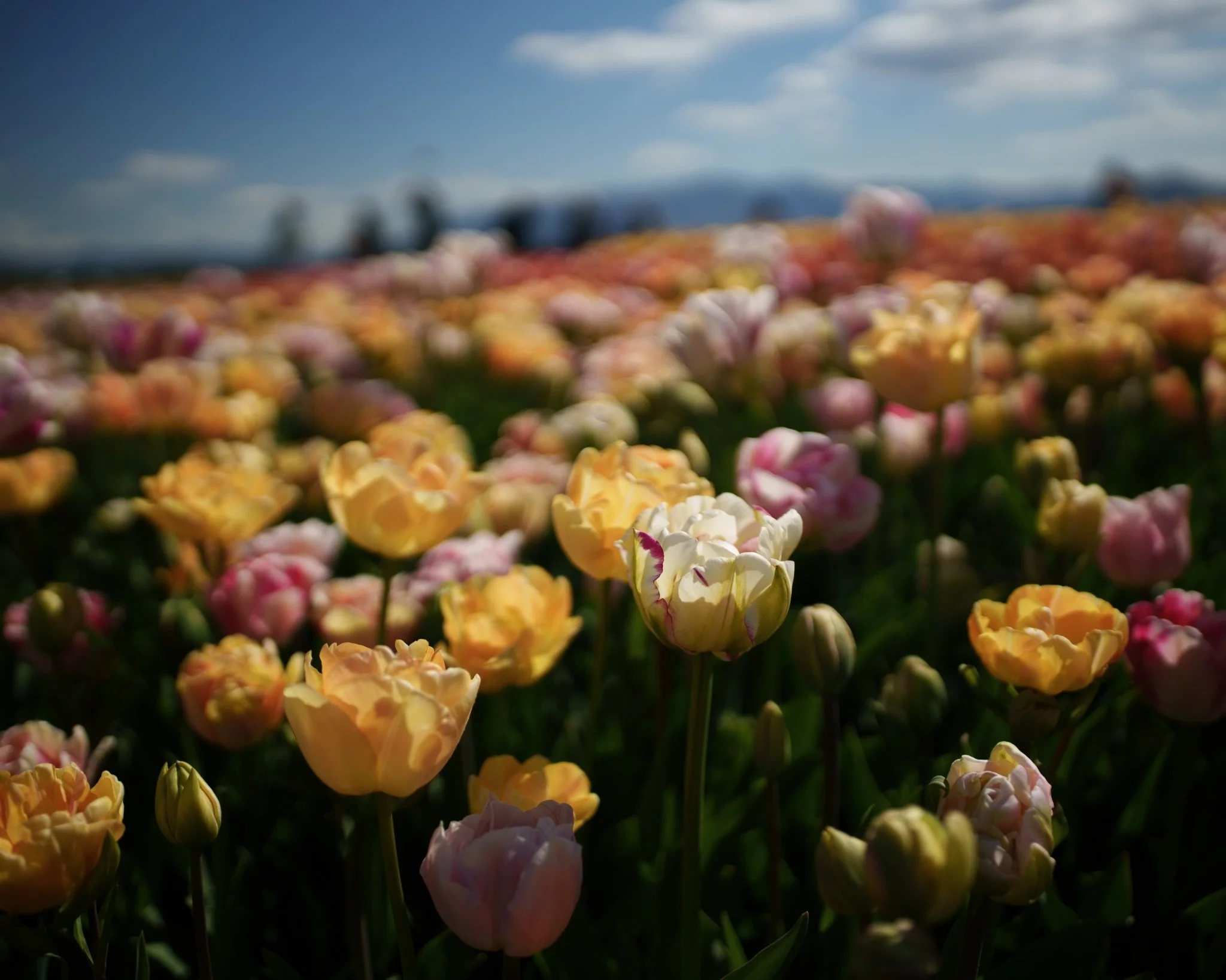 A field of tulips in colors ranging from cream, yellow, orange, and pink