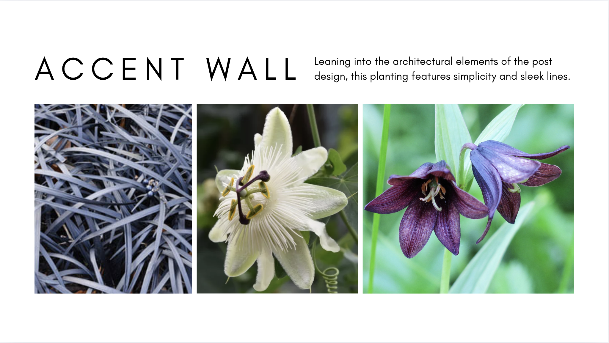 Accent Plant Palette