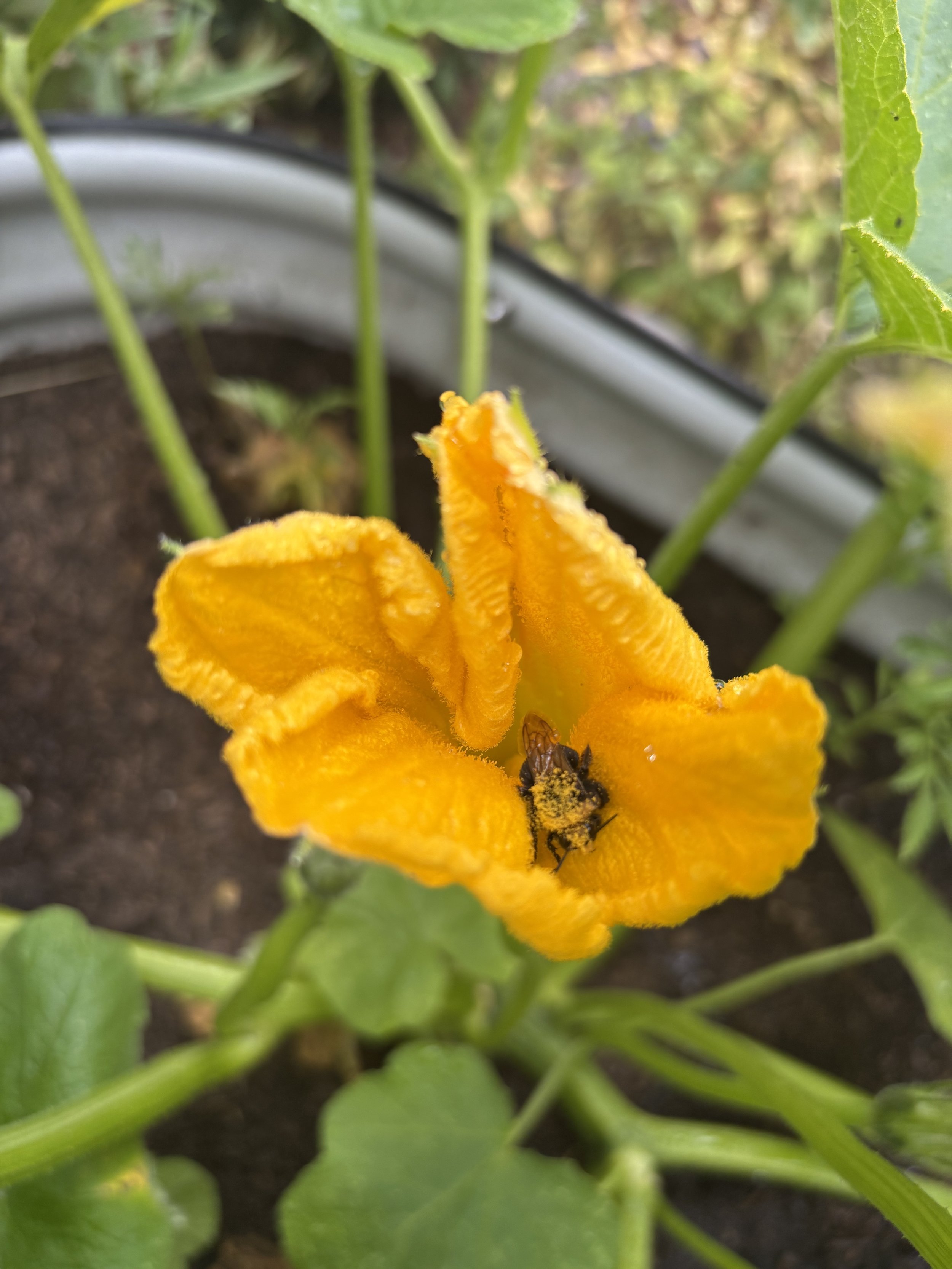 Pumpkin Pollen Bee