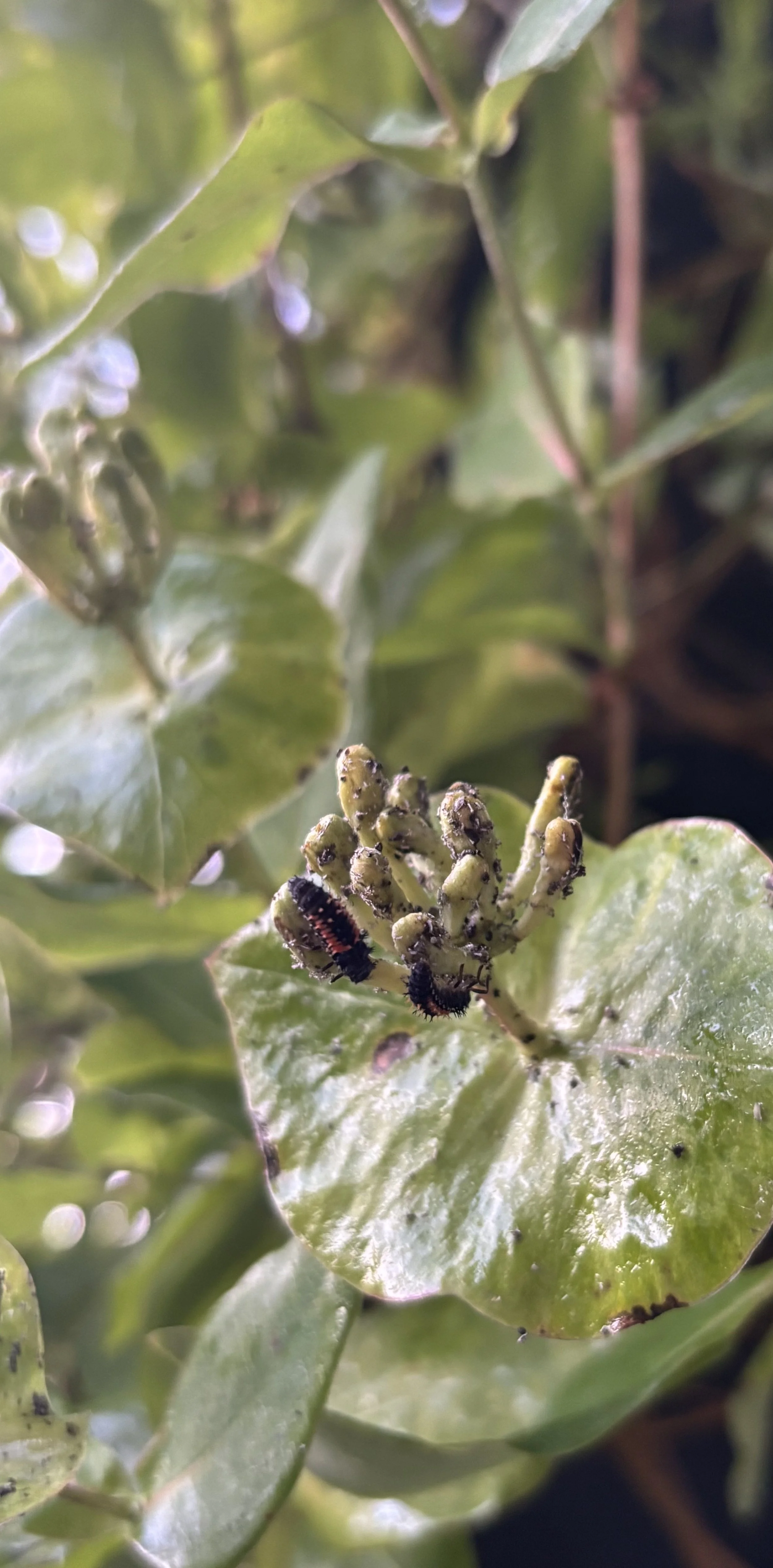 Ladybug Larvae Eating Aphids