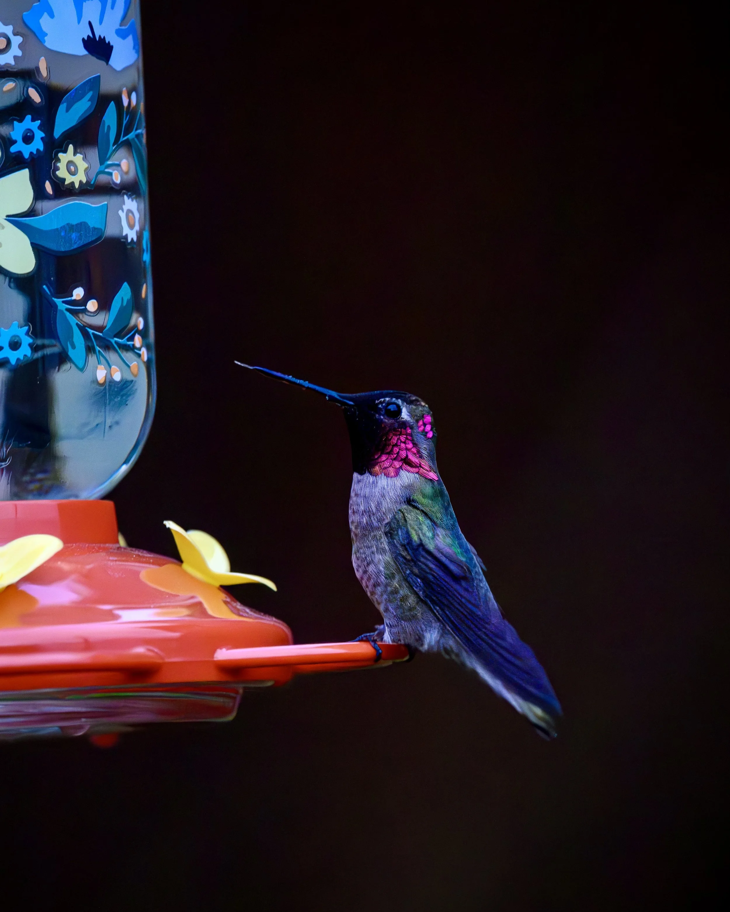 Anna's Hummingbird resting on a bird feeder with its tongue sticking out