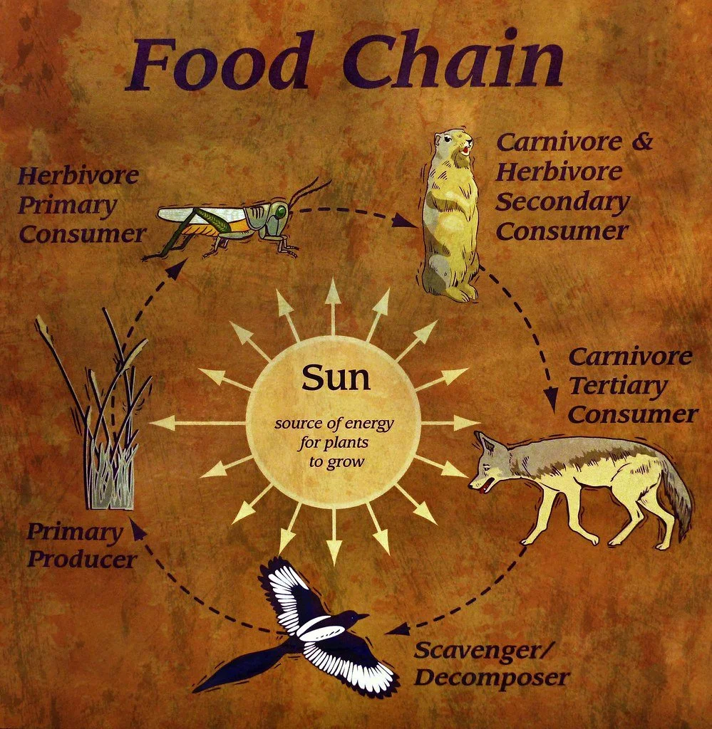 Food chain showing the relationship between the sun, the primary producer, the herbivore primary consumer, carnivore and herbivore secondary consumer, carnivore tertiary consumer, and scavenger/decomposer