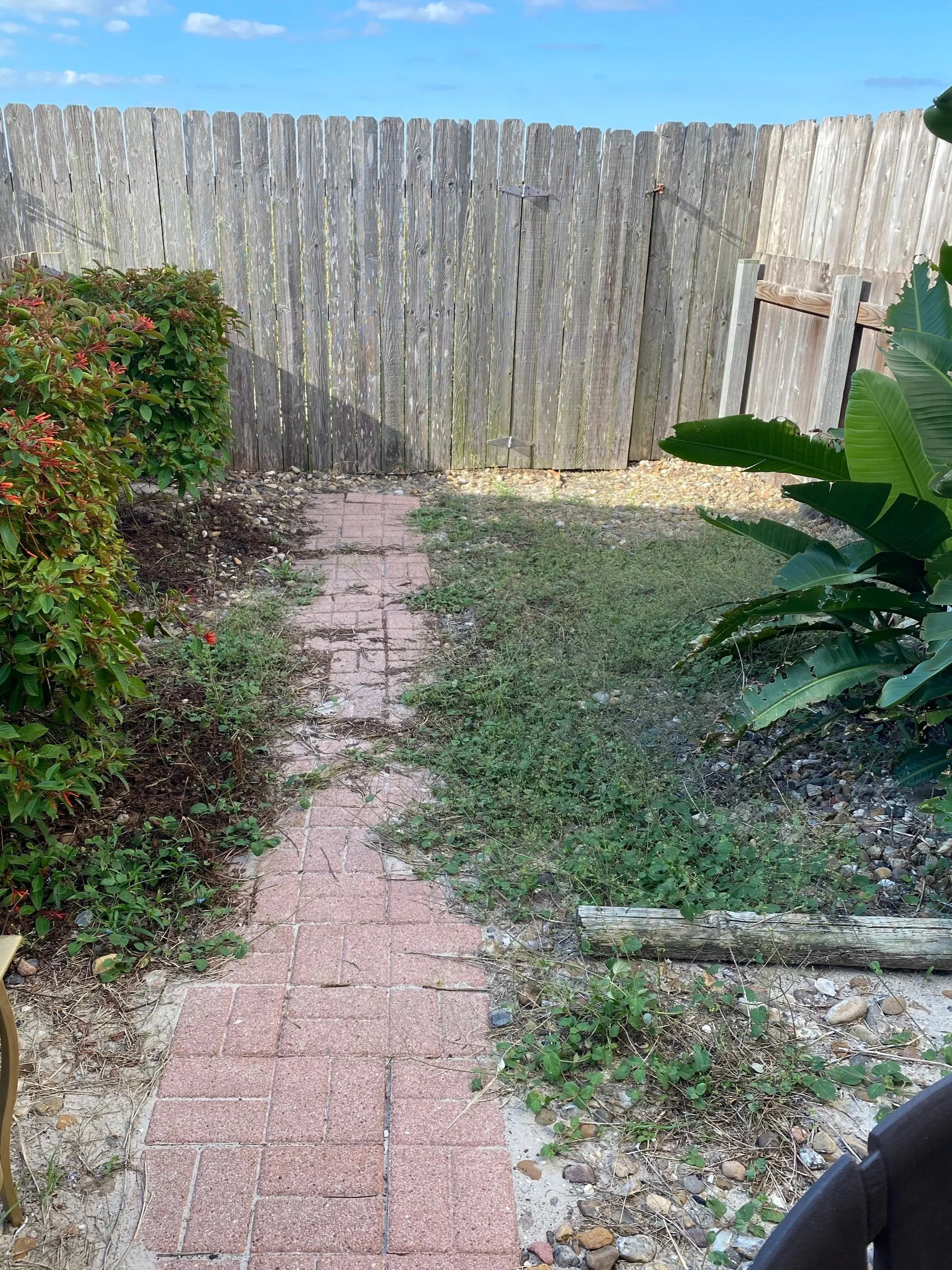 An abandoned backyard covered in sticker burr weeds