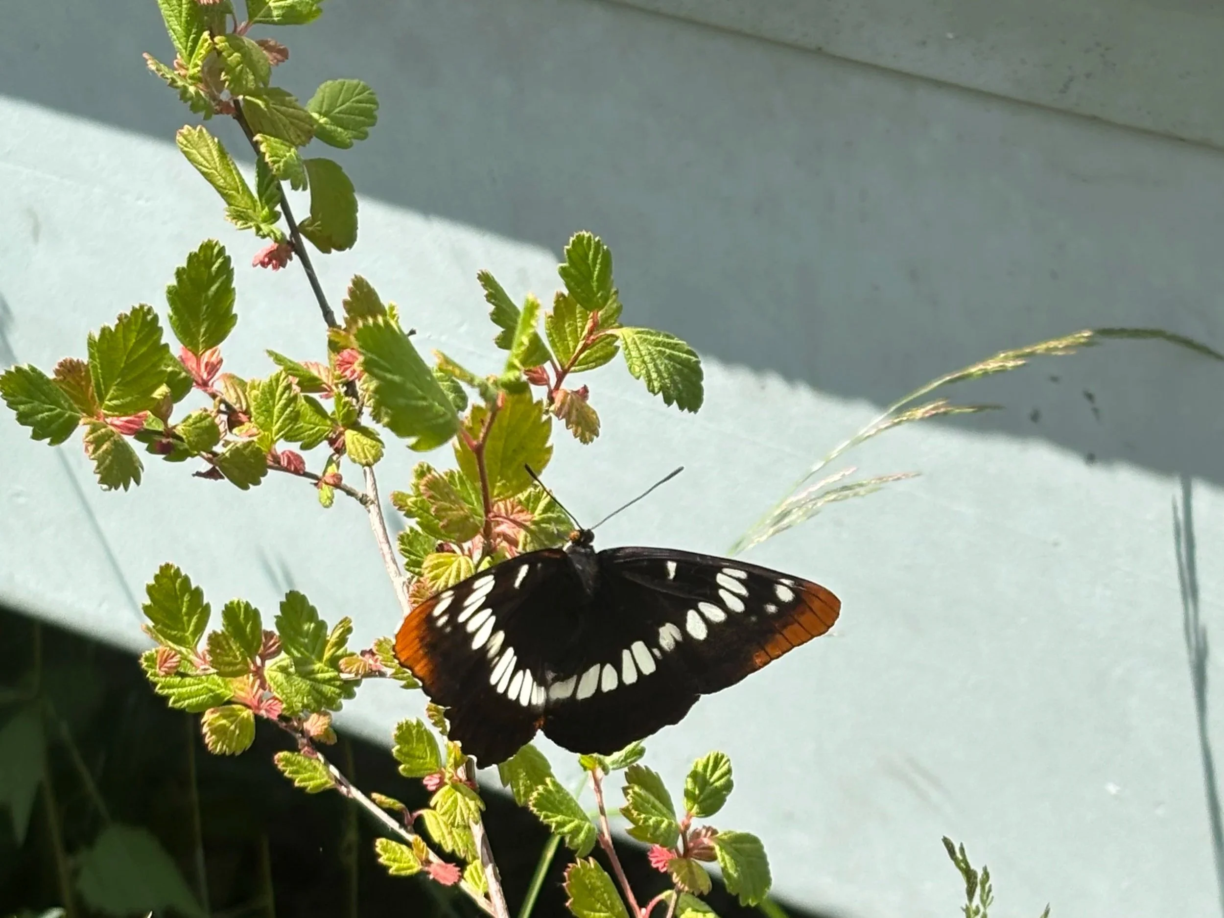 Lorquin's Admiral Butterfly on its host plant Ocean Spray (Holodiscus discolor)