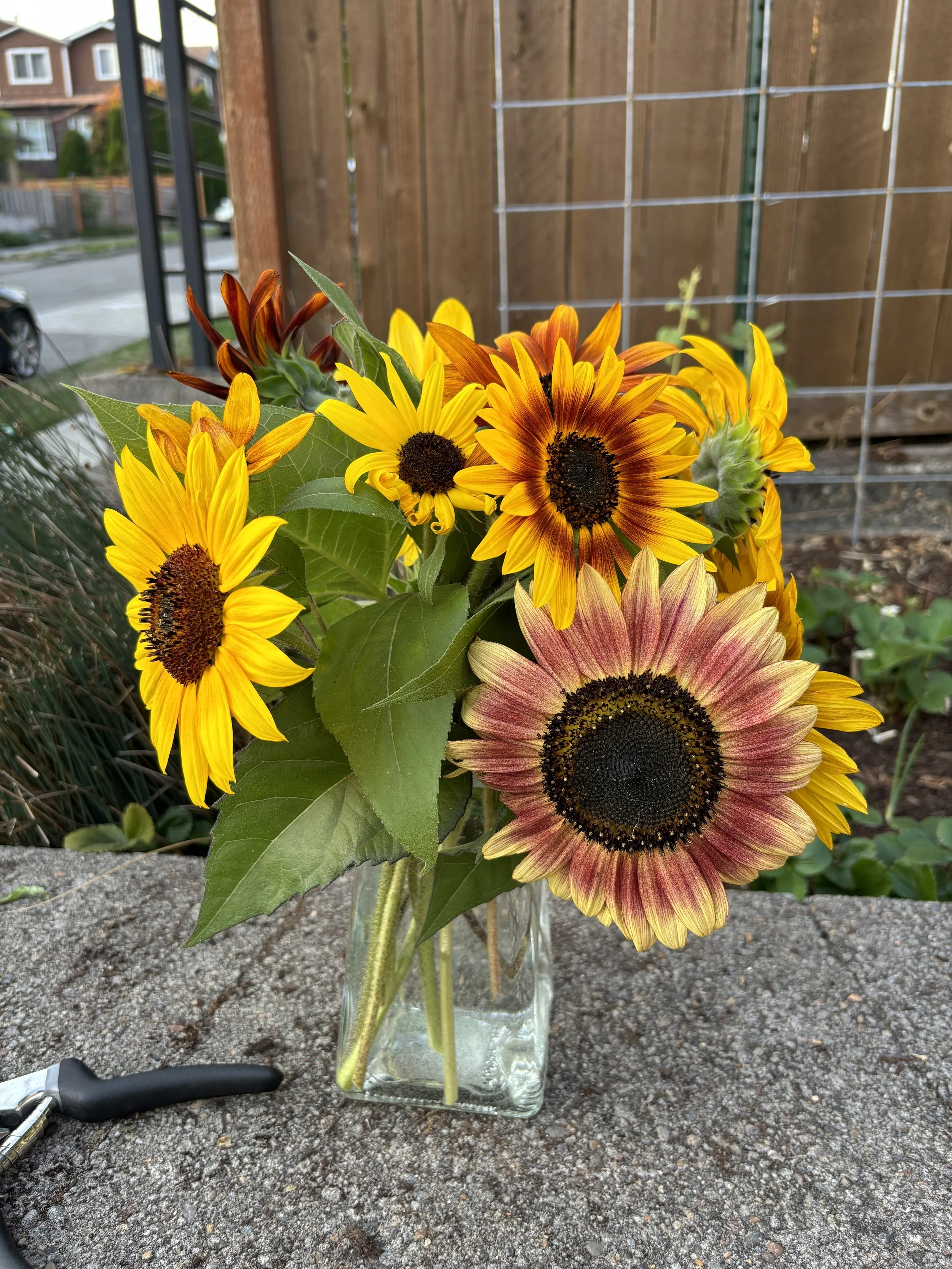 A bouquet of sunflowers