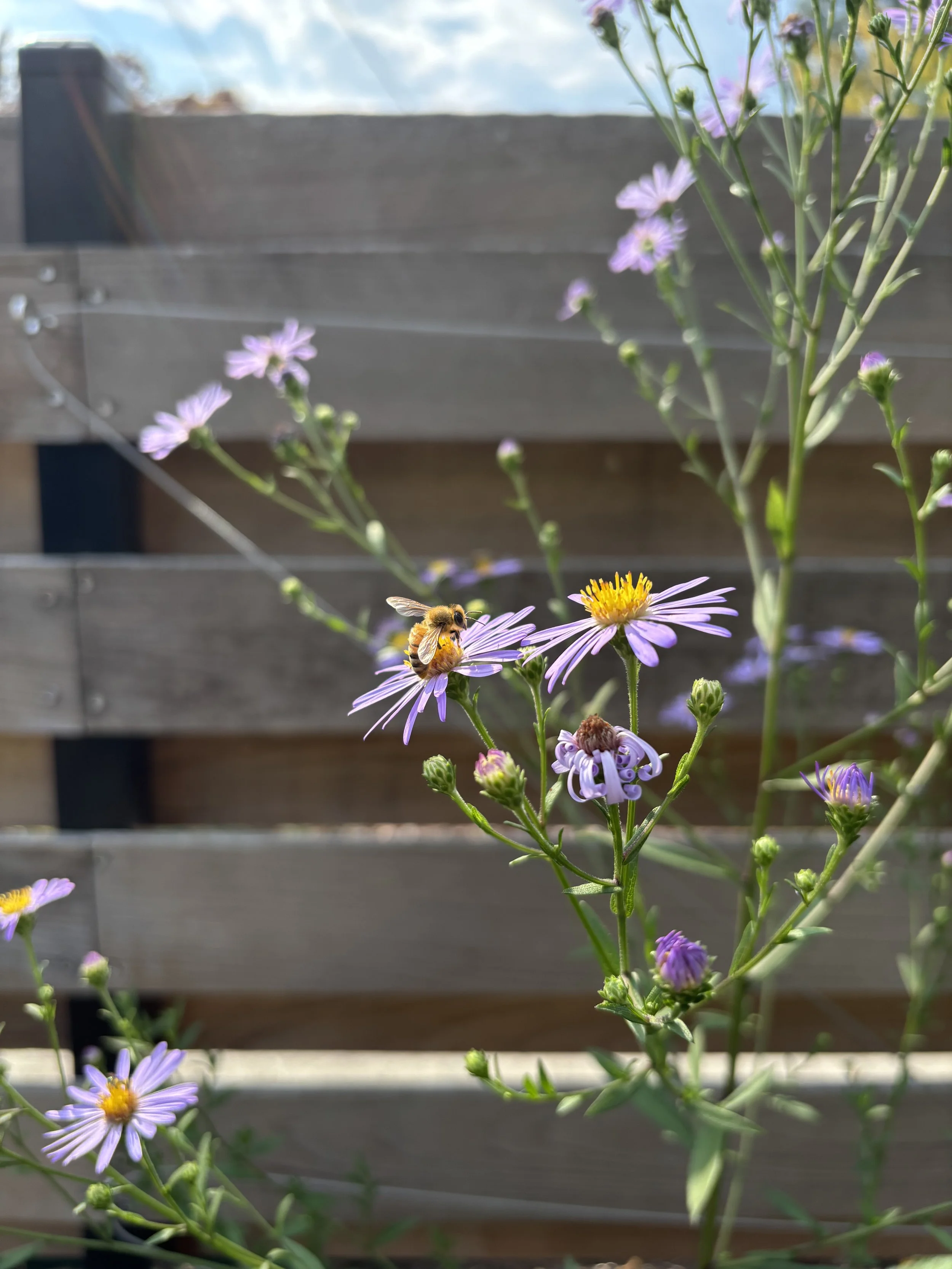 Bee on Douglas Aster
