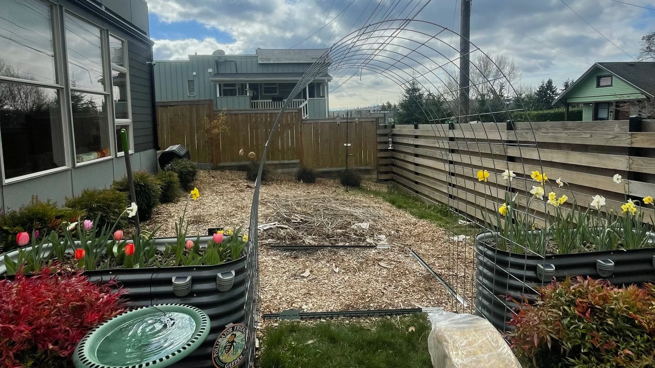 A view of the garden entering spring as the cattle panel trellis arch is installed