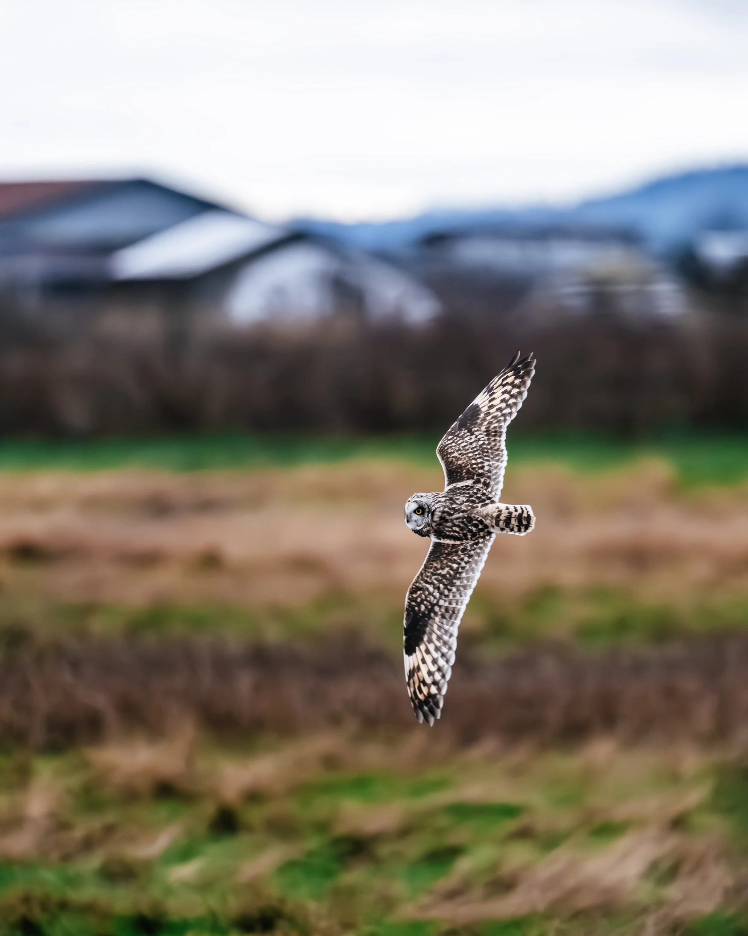 Owl flying with wings outstretched across farmland