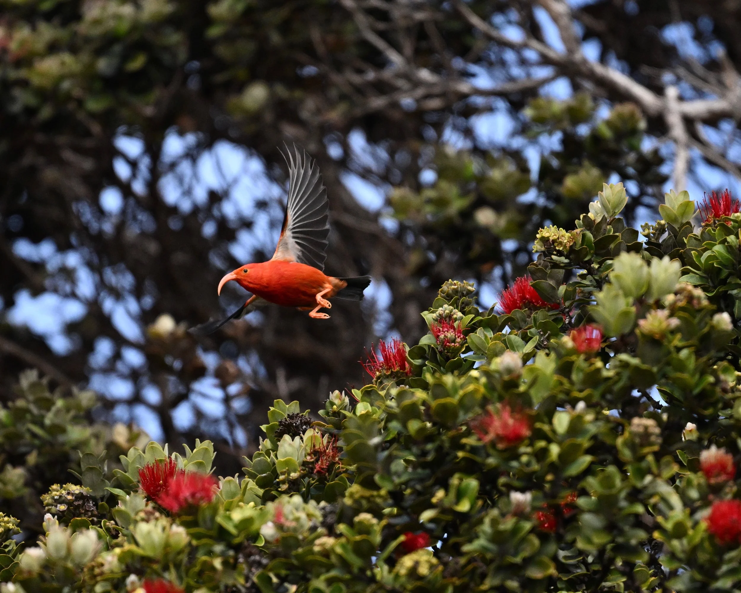 A vibrant orange Hawaiian bird called an I'iwi in flight near an ʻōhiʻa lehua, a green leafy tree with red flowers, with a background of bluish sky and dark branches.