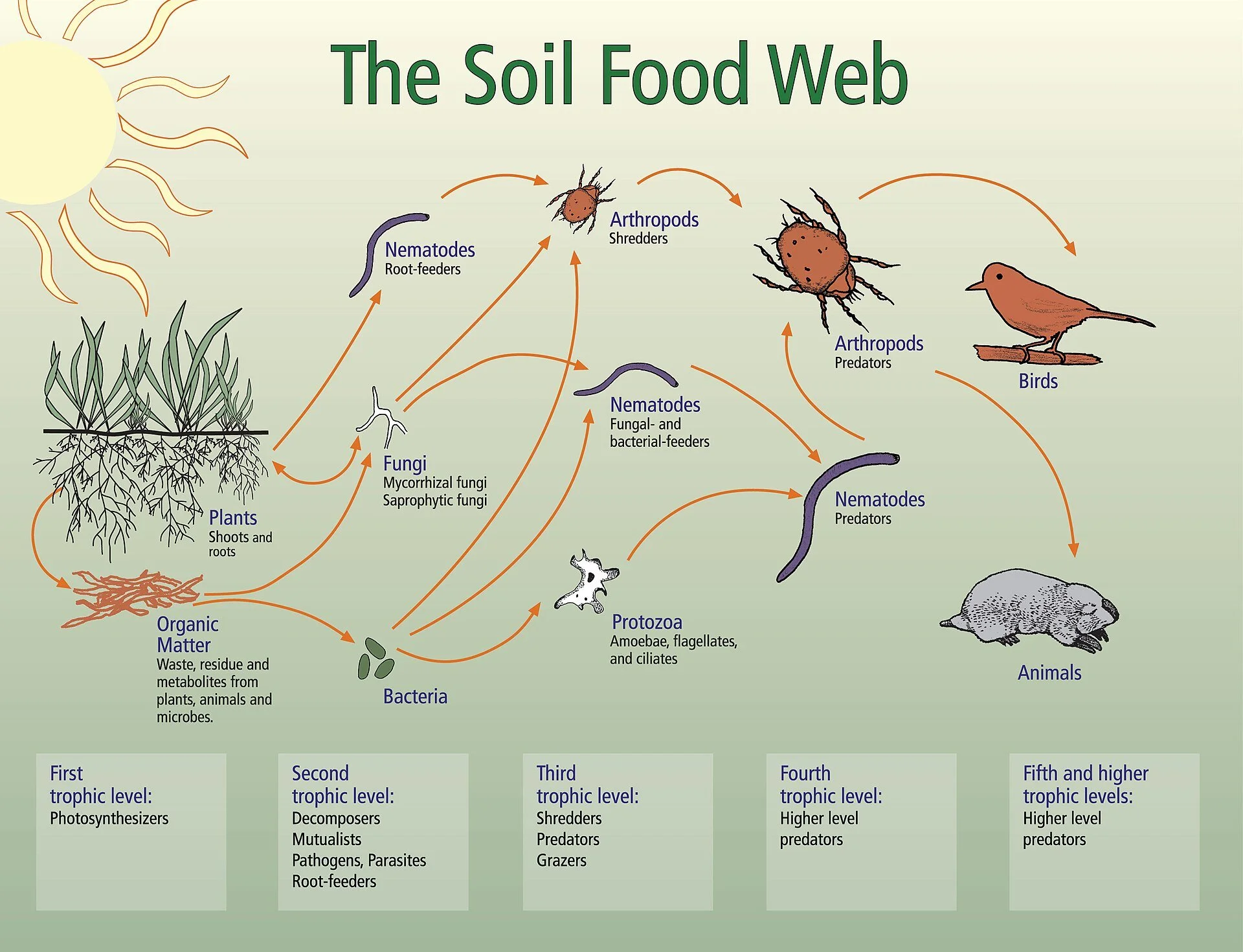 The soil food web