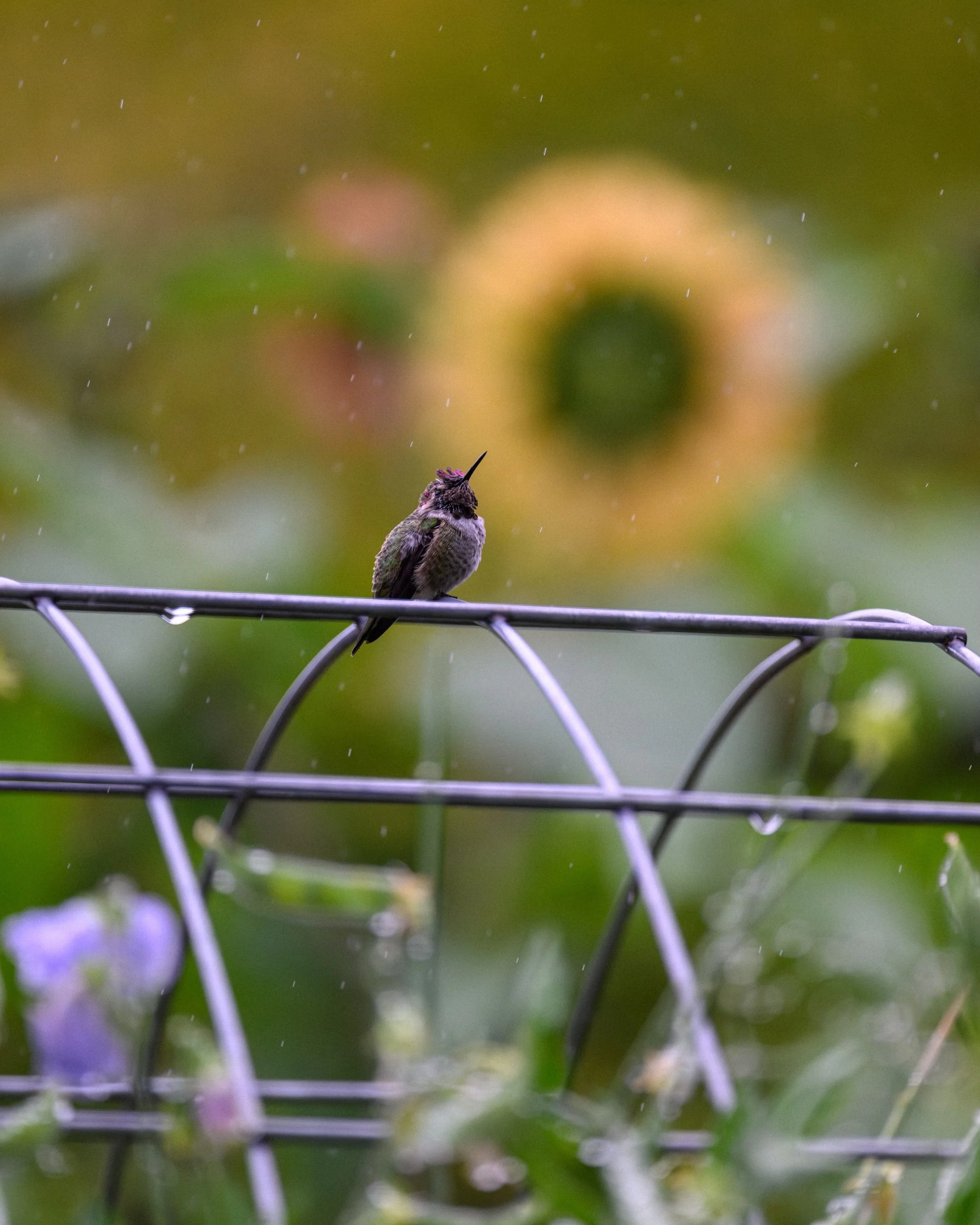 Anna's hummingbird sitting on a cattle panel trellis in the rain