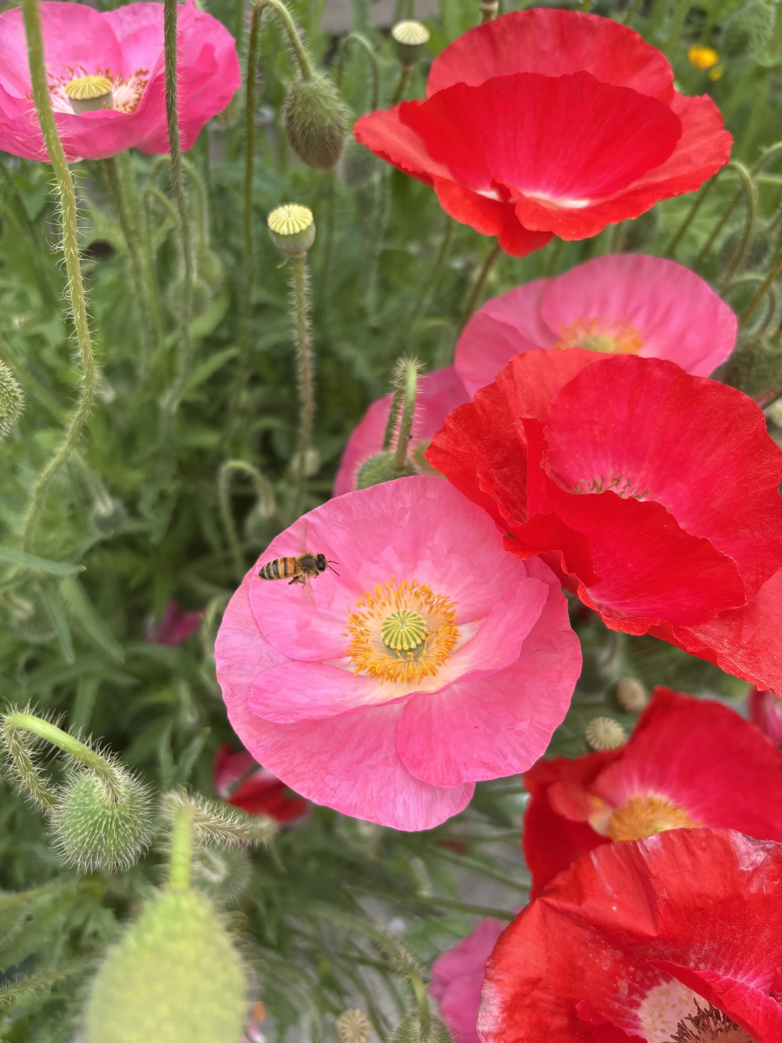a bee flying to visit a pink poppy