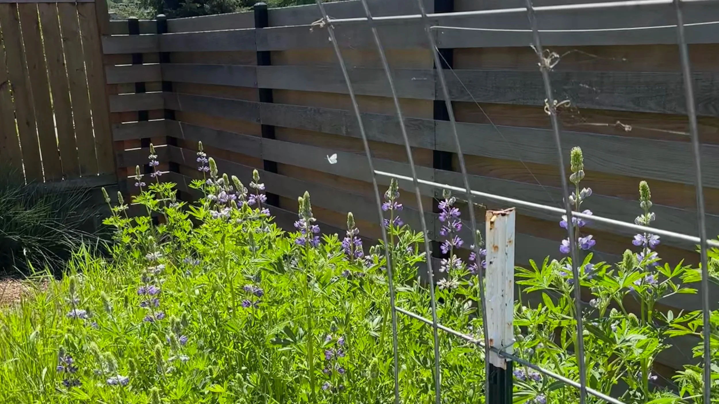 A butterfly flies over a planting bed filled with purple lupines
