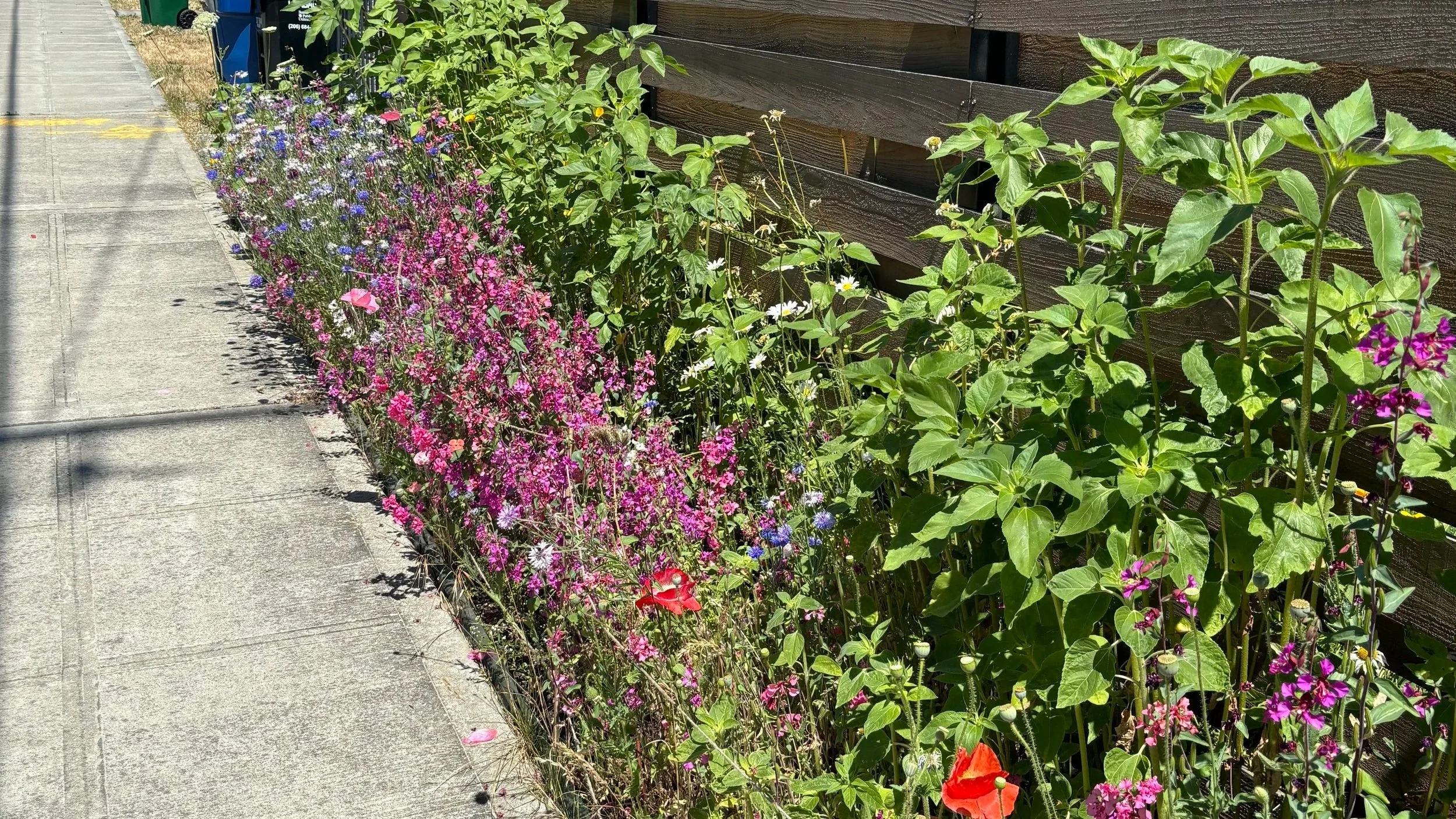 a wildflower bed between a wooden fence and a concrete sidewalk
