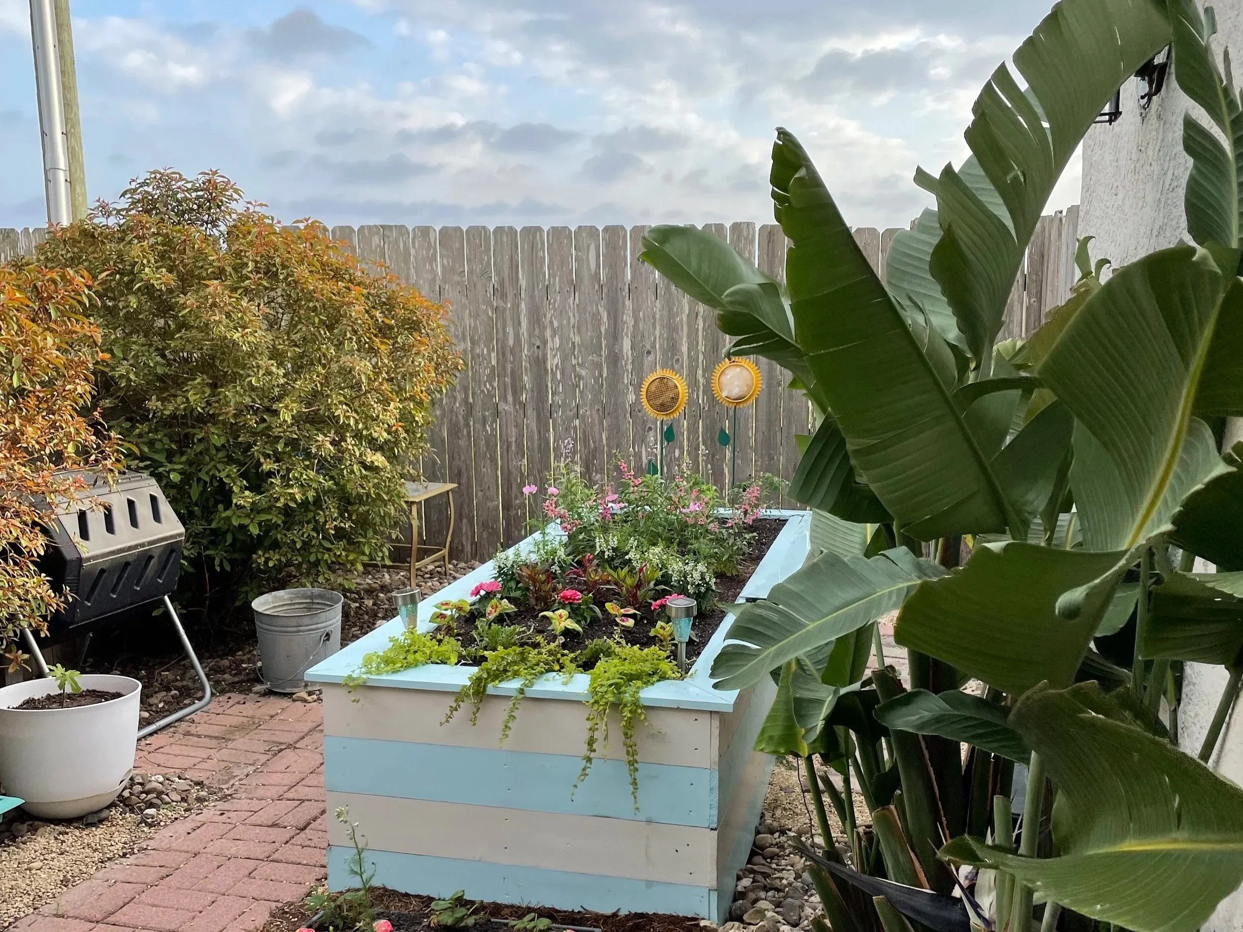 A compost tumbler nestled between two shrubs in a Texas garden across from a blue and white striped raised garden bed