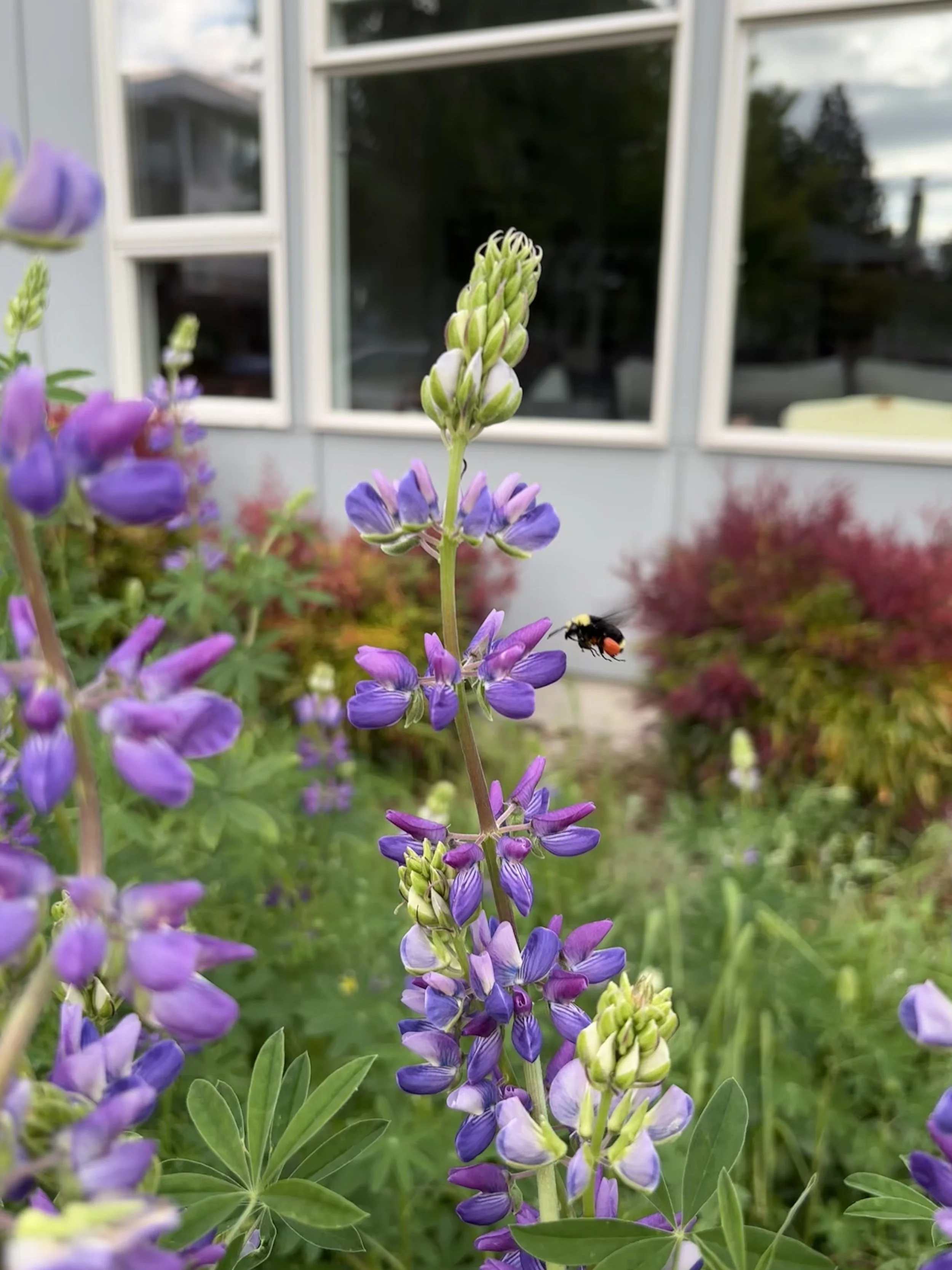 Lupine Bee with Pollen Pants
