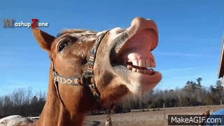 Close-up of a horse with its mouth open, showing teeth and tongue, outdoors on a sunny day.