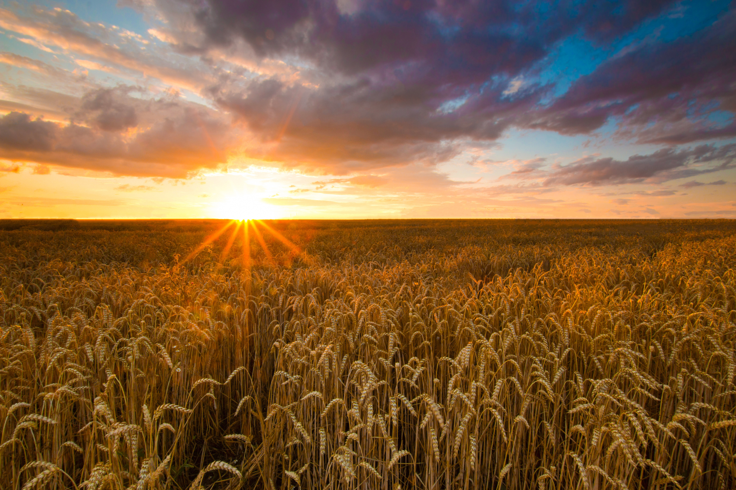 A golden wheat field in late summer light, long shadows falling across heavy grain in warm amber and ochre tones.