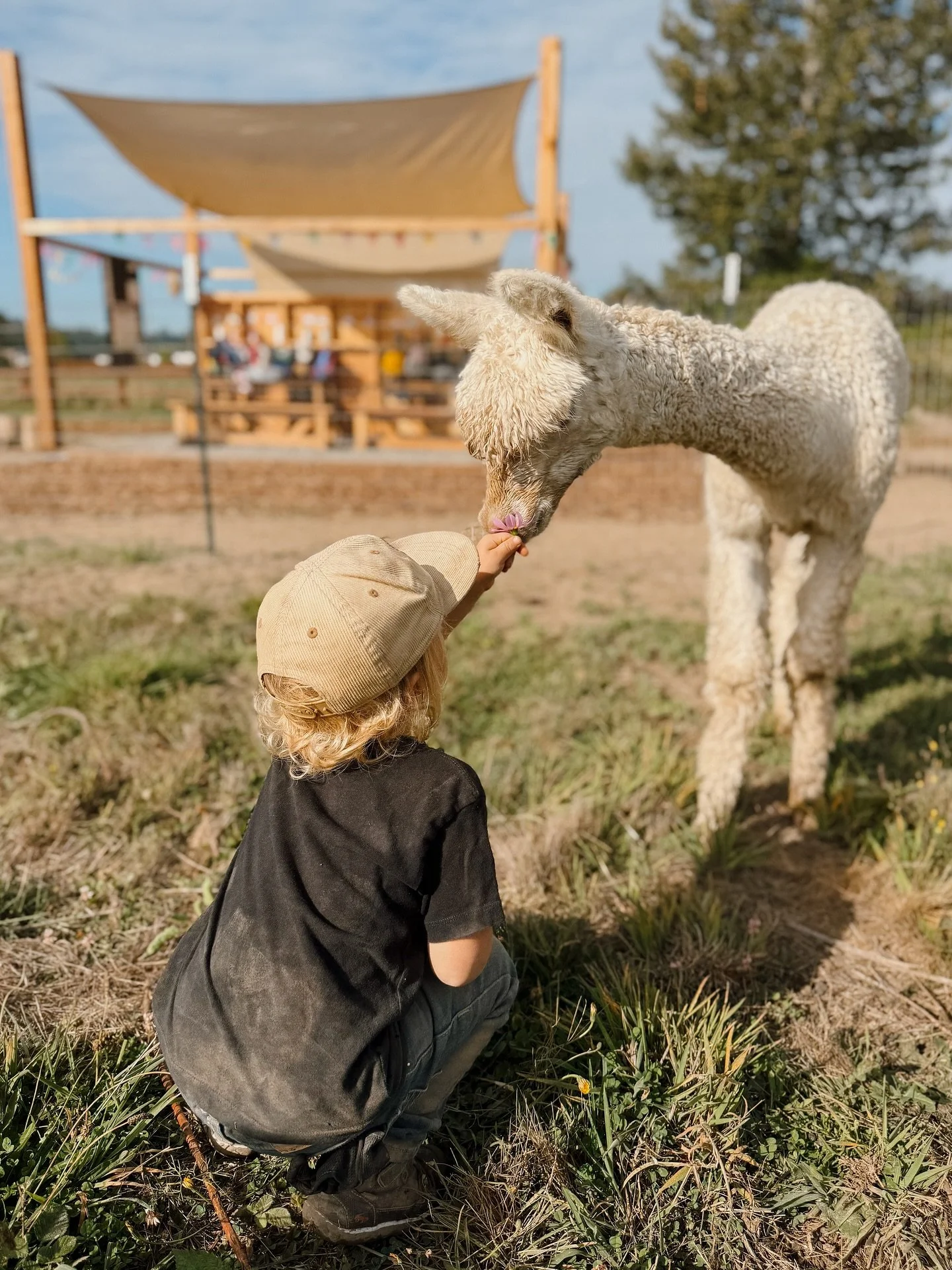 Having our students participate in raising animals might be one of our favorite things you can’t teach in “traditional” schooling. 
Caring for and raising farm animals teaches responsibility, good work ethic, empathy, patience, con