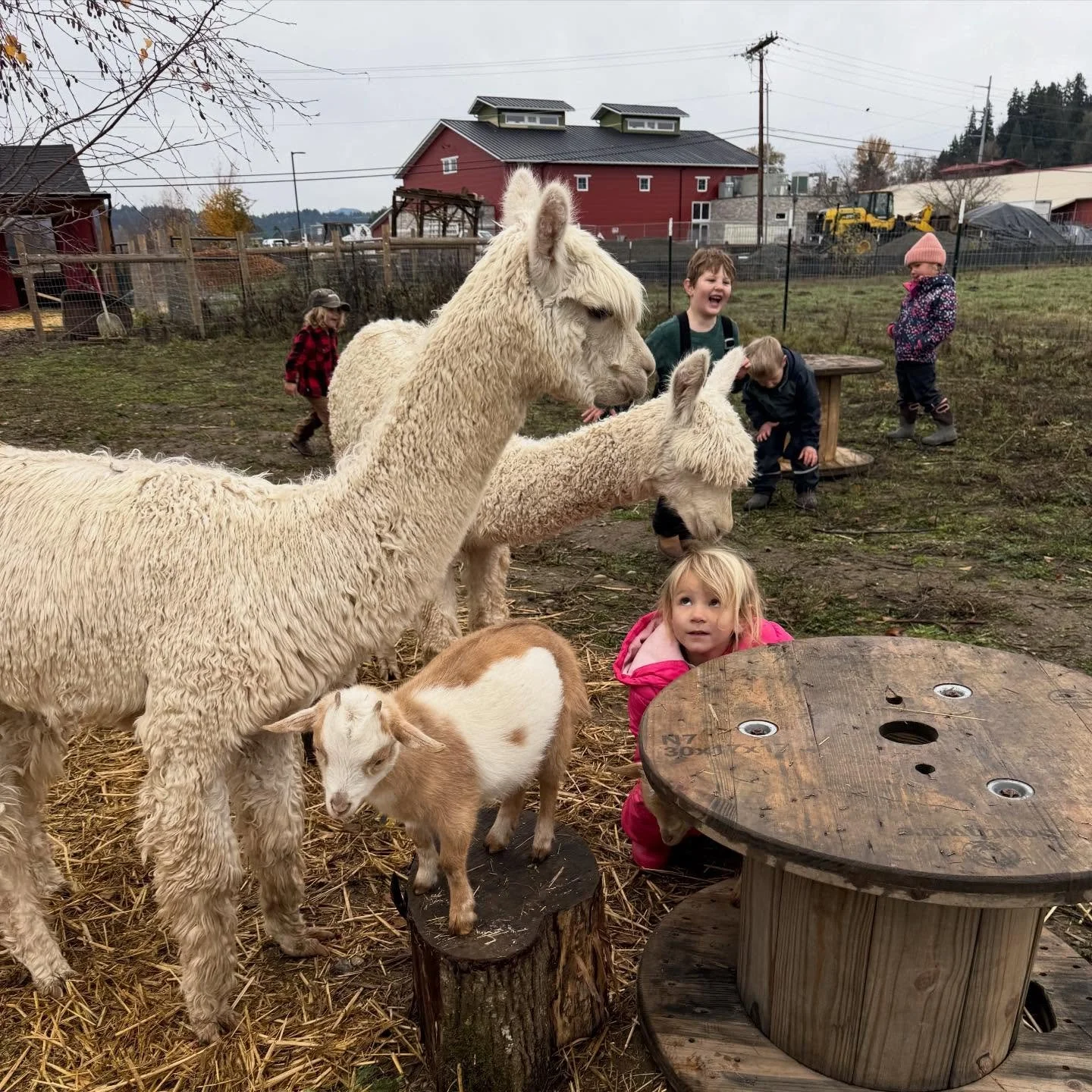 Farm school hangs 🦙