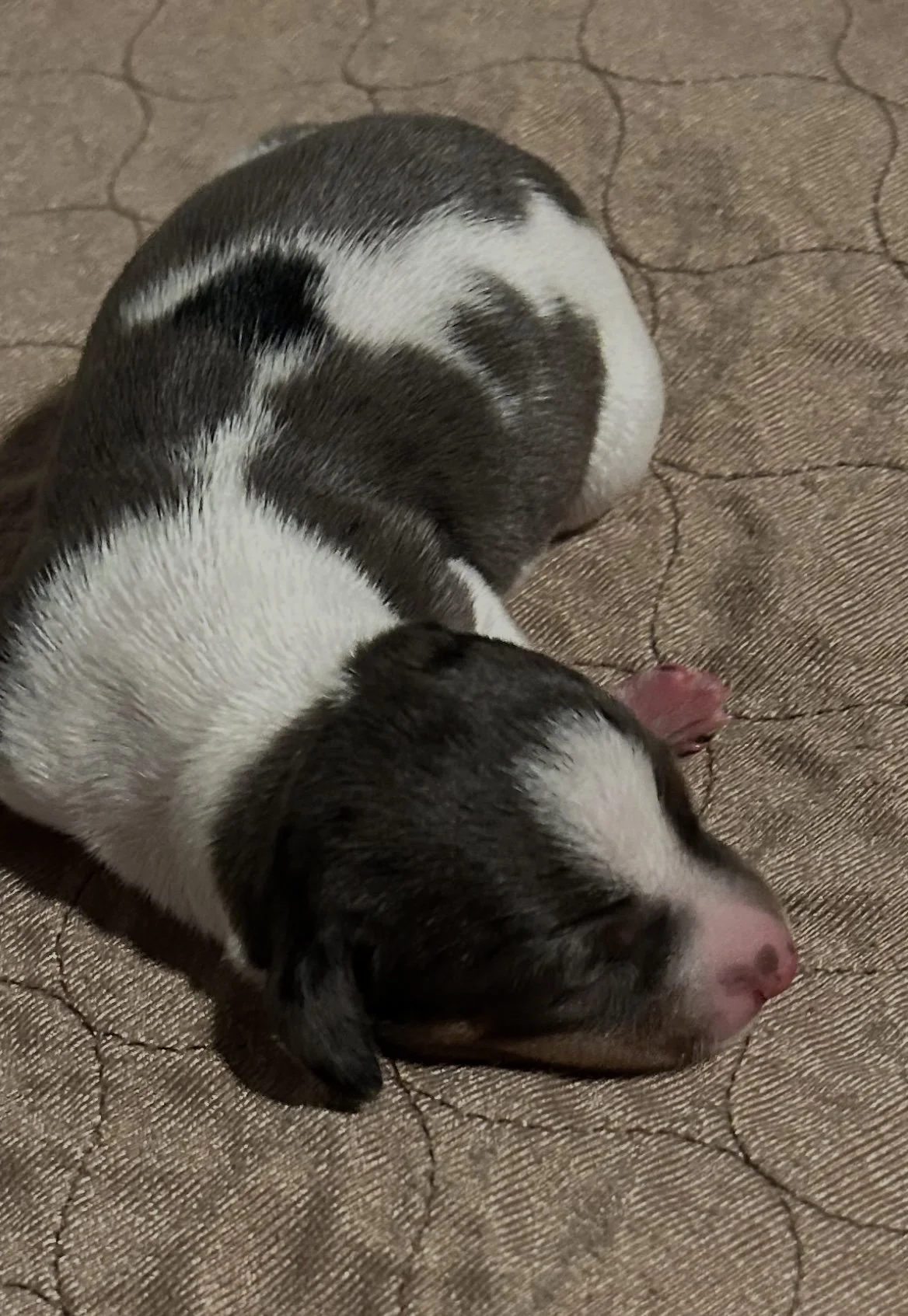 Black and Tan Dapple