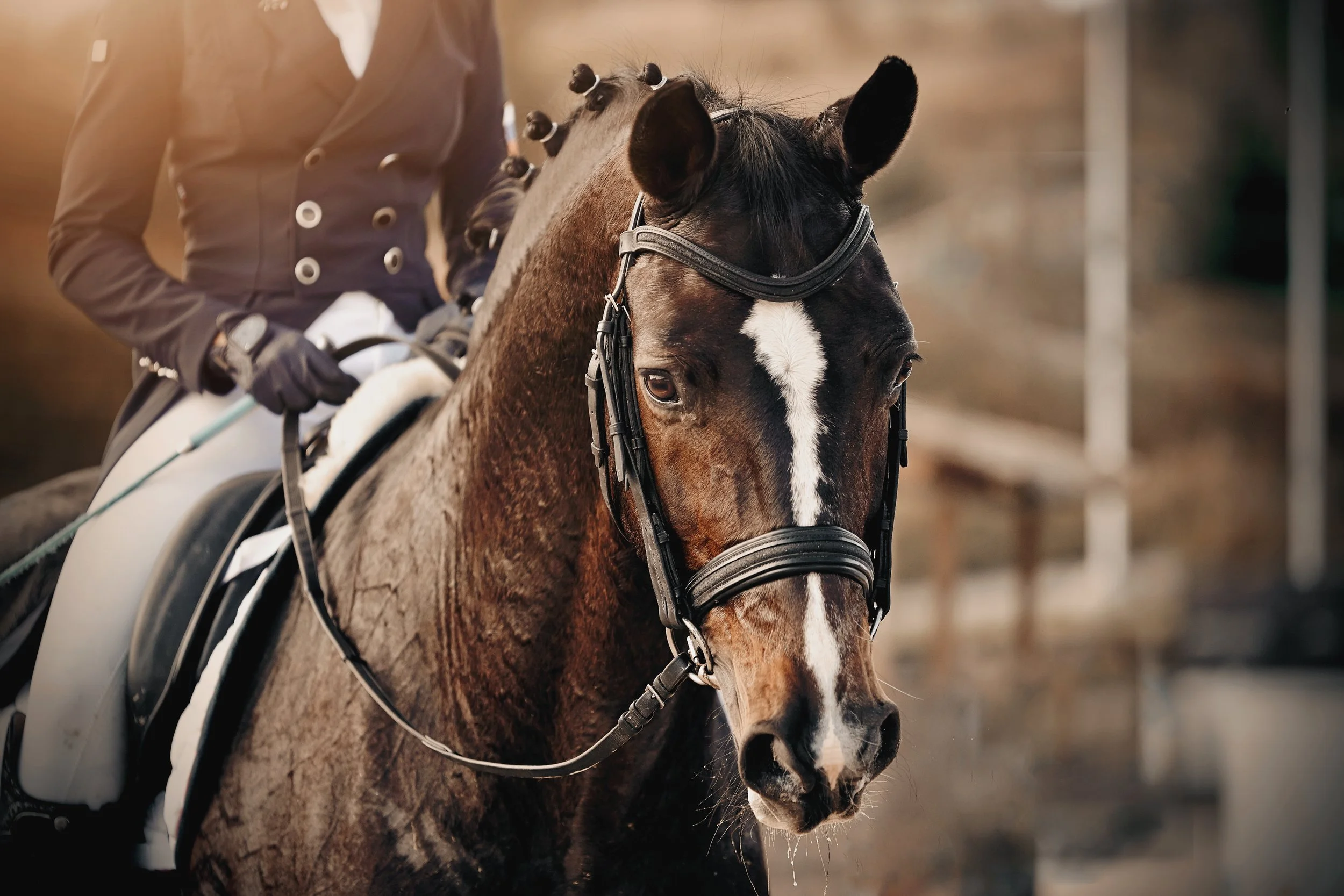 A rider on a brown and black horse with a white stripe on its face, wearing a black bridle, in an outdoor setting with a blurred background.