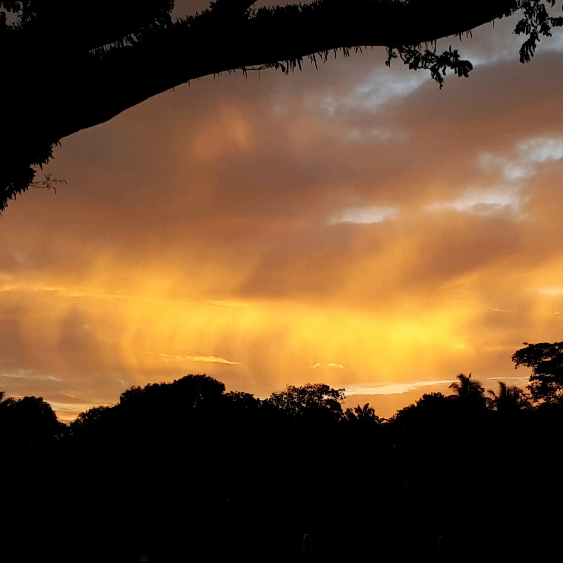 Sunset sky with orange clouds and silhouettes of trees and a tree branch in the foreground.