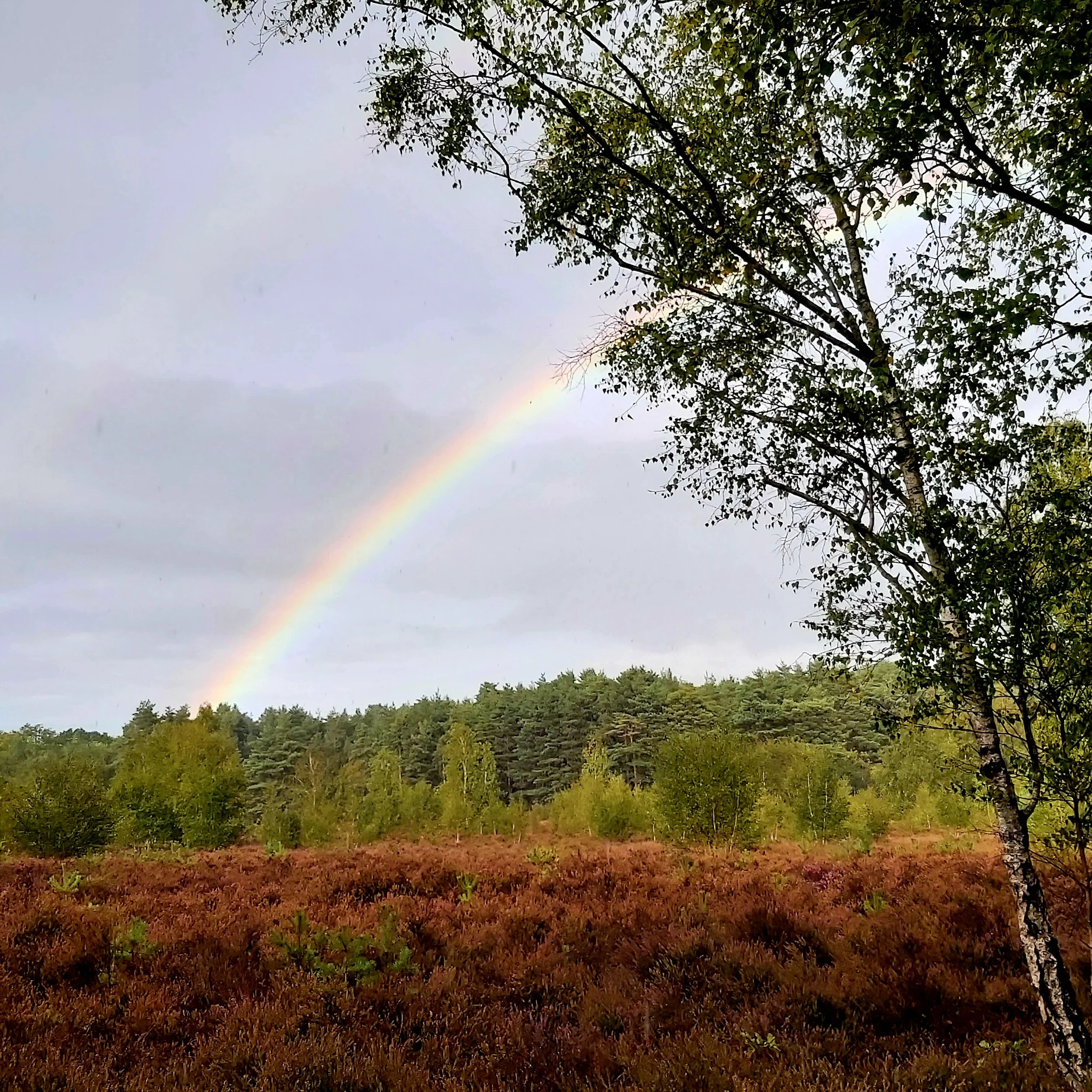 A rainbow in the sky above a wooded landscape with green trees and brownish-purple shrubbery in the foreground.