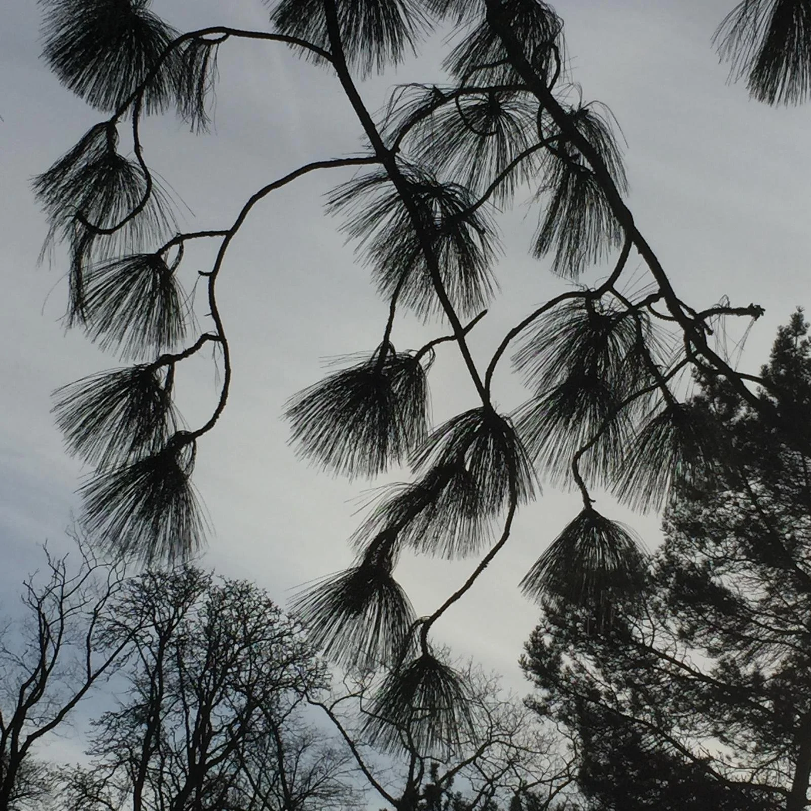 Tree branches and pine needles silhouetted against a cloudy sky.