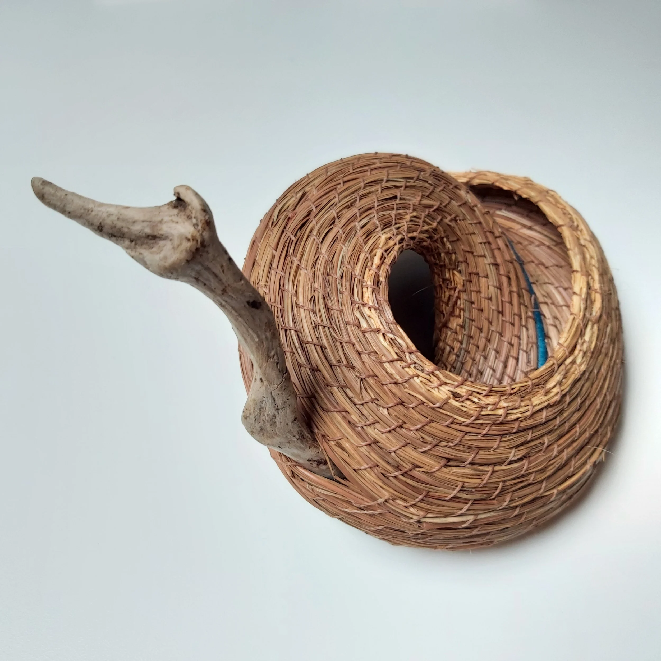 Driftwood and pine needles, a sighting of the Loch Ness monster?