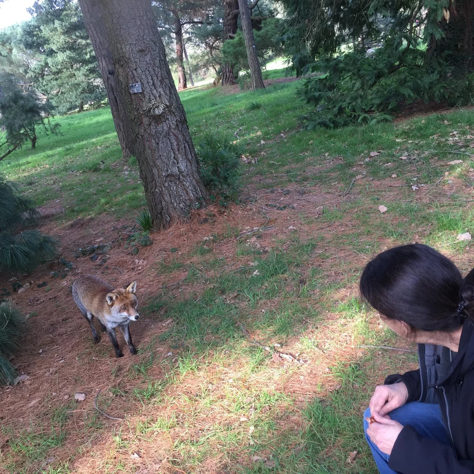 A woman with black hair, dressed in dark clothing, crouching in a green wooded area, observing a coyote standing on the forest floor among trees and grass.