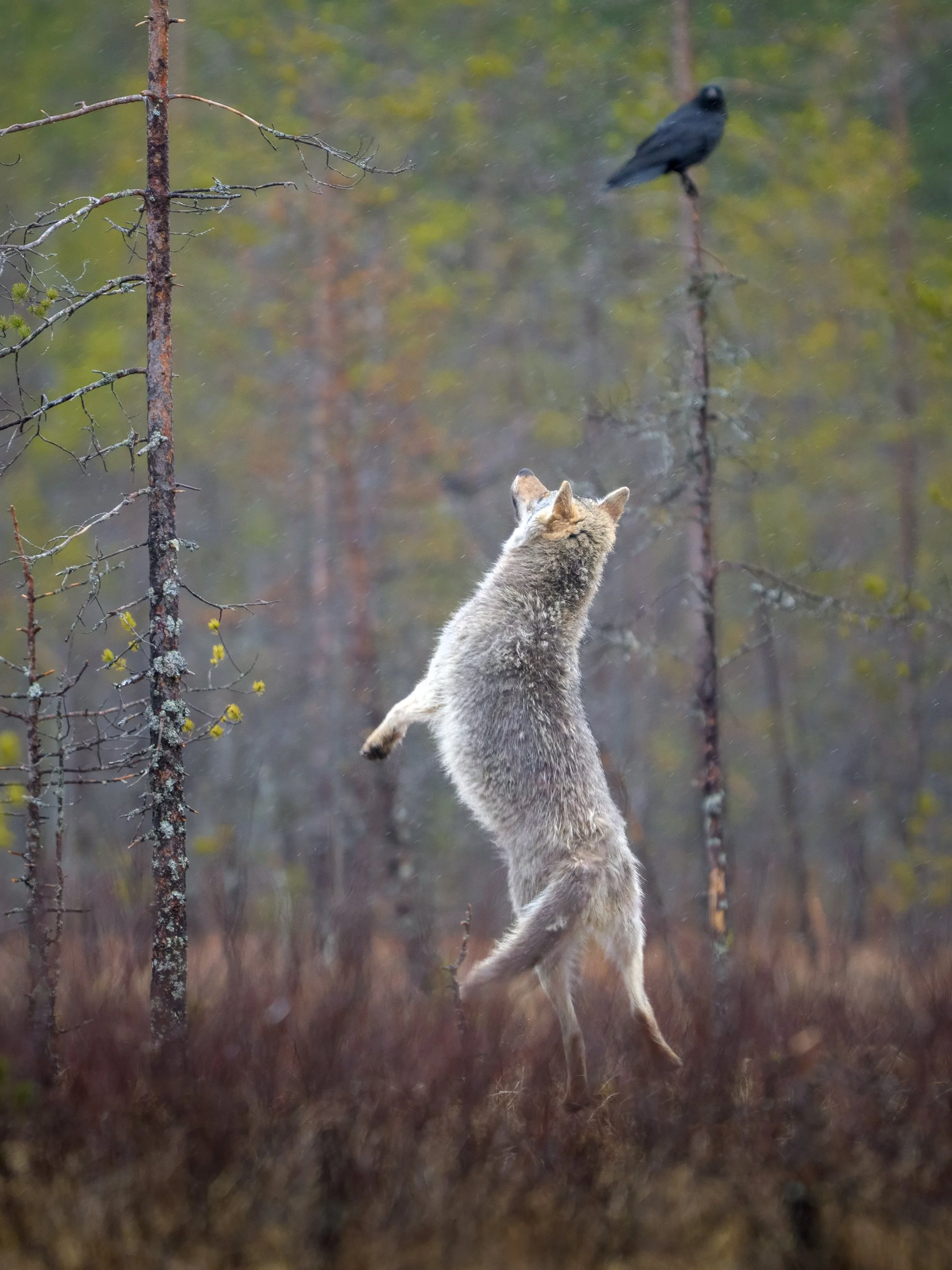 Wolf Jump High.jpg